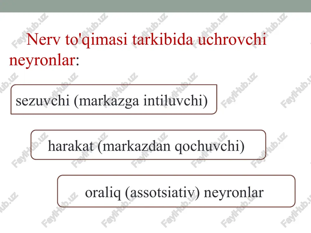 nervto’qimasi–hujayralar tuzilishi - Page 4