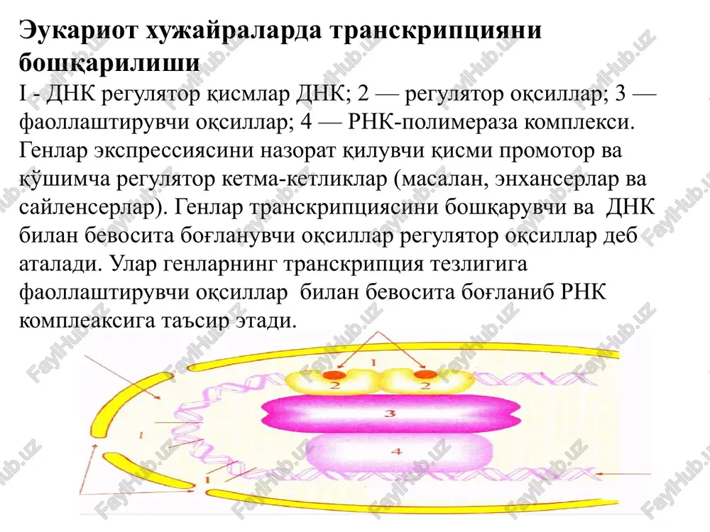 ichi spetsifikligini ta'minlovchi va to'qima nomutanosibligiga olib keluvchi oqsillardan biri hla (odam limfotsiti antigeni). ular 2 sinfga bo'linadi: i sinf – geterodimer oqsillar, barcha yadro tutuvchi xujayralarda mavjud. uning α1 va α2 domenlari xujayra yuzasida joylashgan antigenlarni taniydi. ii sinf – geterodimer oqsillar, v-xujayralar, t-xelperlarda mavjud, t-killer va makrofaglarda bo'lmaydi. ularning α- va β-zanjirlardagi domenlari angigen bilan bog'lanadi. ular juda yuqori polimorfizmga ega va xujayra nomutanosibligini belgilaydi. oqsillar polimorfizmi shunchalar yuqoriki, xar bir insonni biokimyoviy individualligini belgilaydi. gen injeneriyasi dnk-polimerizatsiya reaktsiyalarini tibbiyotda qo'llanilishi (ptsr-diagnostika). turli xil organizmlar dnk sining birlamchi qurilishi turlicha. kasallik chaqiruvchi omillar dnk siga xos praymer tanlab reaktsiya o'tkazilganda praymer qo'zg'atuvchining dnk si bilan gibridizatsiyalanadi. masalan, ptsr-diagnostika gepatitning v va s lari borligini va boshqa turli xil infektsiyalarni aniqlash imkonini yaratadi. inson genomini o'rganish. bunda xam maxsus praymerlardan foydalaniladi. bu usulda turli nasliy kasalliklarni aniqlash mumkin. masalan, filadelfiya xromosomasi surunkali mieloleykozda mavjudligini, oilaviy polipozni keltirib chiqaruvchi ars …