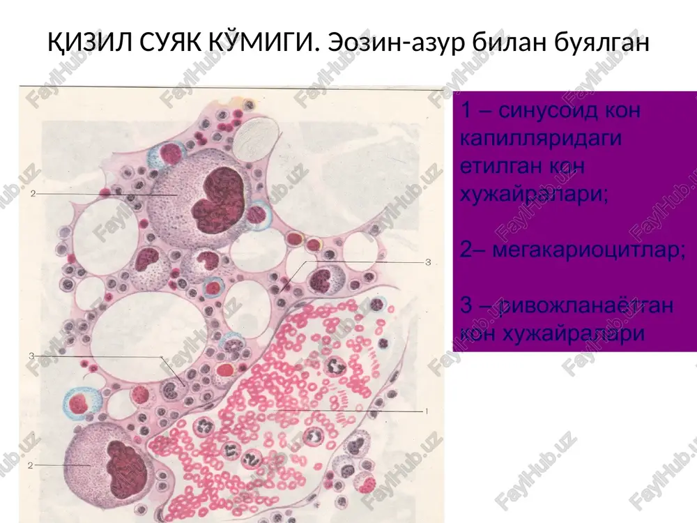 oantigen) maxsus qotil t-killer xujayralar tomonidan yo’q qilinishi effektor hujayralar – t-killerlar. bu hujayralarni boshqacha qilib sitotoksik ta’sir ko’rsatuvchi deb ham atash mumkin. t-limfotsitlarning vazifasiga qarab turlari(subpopulyatsiyalari) 1. t-killerlar – yot hujayraga ta’sir etib uni yemirib o’ldiradi. 2. t-xelperlar(yordamchi) – antigenni tanib olib, b-limfotsitlarni shu antigenga qarshi antitelolar ishlab chiqaruvchi plazmotsitlarga aylantirishga yordam beradi. 3. t-supressorlar(pasaytiruvchi) – b-limfotsitlarni plazmotsitlarga aylanishi jarayonini susaytiradi va shuning uchun antitelo hosil bo’lishini boshqarishda ishtirok etadi. 4. t-amplifayerlar (kuchaytiruvchilar) – o’z navbatida t-killerlar va t-xelperlarning faoliyatini kuchaytiradi. 5. t-differensiallovchilar (belgilovchi) – qonning o’zak hujayralariga ta’sir ko’rsatib, ularning ma’lum bir yo’nalishda ko’payishini hamda shakillanishini boshqaradi. limfoid organlardagi t- va b-limfotsitlar miqdori limfoid organ t-limfotsit b-limfotsit timus 100% 0% suyak ko’migi 10% 90% taloq 45% 55% limfa tugunlari 60% 40% qon 70% 30% image1.jpeg image2.emf image3.jpeg image4.jpeg image5.png image6.png image7.png image8.jpeg image9.png image10.emf image11.jpeg image12.jpeg image13.png image14.png image15.jpeg image16.png image17.png image18.png image19.jpeg image20.jpeg image21.png jumycuuur snutenvan lecmocoma …