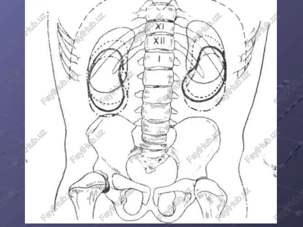 obshaya anatomiya mochevoy sistemi - Page 4