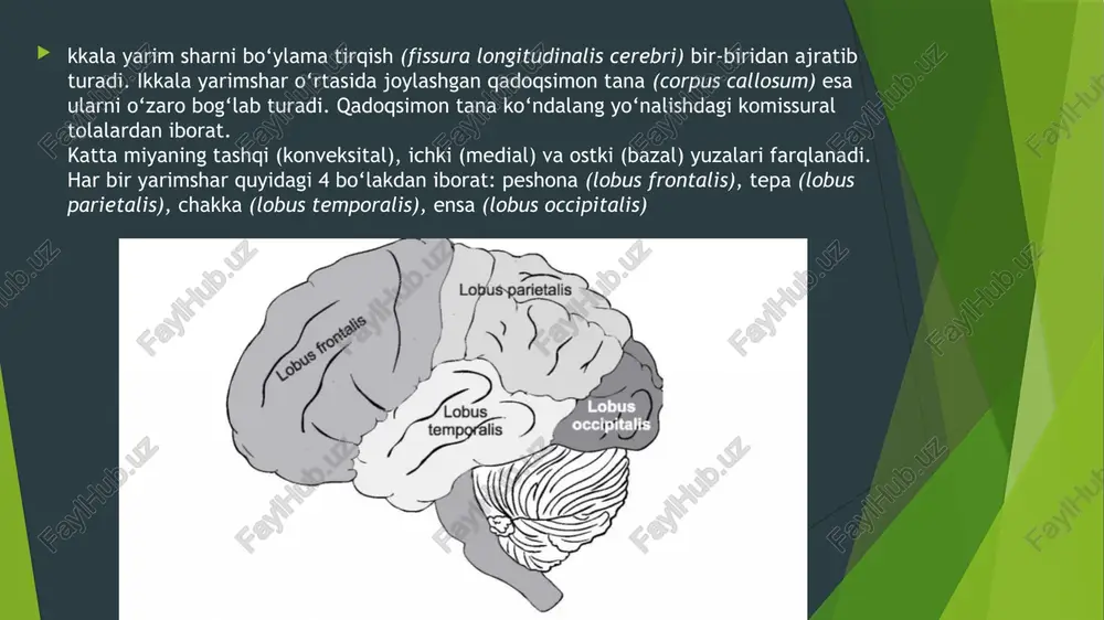 ulcus corporis callosi) joylashgan katta yarimsharning medial yuzasi sorpus callosum ustidan o‘tuvchi ushbu egatning orqa tomoni ravoqsimon bo‘lib pastga tushib boradi va gippokamp egatiga (sulcus hippocampi) aylanadi. qadoqsimon tana egatidan tepada belbog‘ pushta (gyrus cinguli) mavjud. uning yuqorisidan bebog‘ egat (sulcus cinguli) o‘tadi. yoysimon shaklga ega ushbu egat old tomondan corpus callosum tizzasini aylanib tushib orqaga qaytadi. belbog‘ egatdan belbog‘ pushta ichiga ikkita egatcha yo‘naladi. bular – paratsentral egatcha (sulcus paracentralis) va chetki shoxcha (ramus marginalis). ushbu ikkala egatcha orasida joylashgan pushtaga paratsentral bo‘lakcha (lobulus paracentralis) deyiladi. lobulus paracentralis peshona bo‘lagiga kiradi. demak, sulcus paracentralis peshona va tepa bo‘laklari orasidagi chegaradir. ramus marginalis ning orqa tomonida precuneus yotadi. corpus callosum ning orqa tomonidan aylanib pastga tushayotgan gyrus cinguli torayib belbog‘ pushta bo‘g‘zini (isthmus gyri cinguli) hosil qiladi. ushbu pushta oldinga qarab davom etadi va unga paragippokampal pushta (gyrus parahippocampalis) deyiladi. belbog‘ pushta, uning bo‘g‘zi va paragippokampal pushta birgalikda gumbaz pushta …