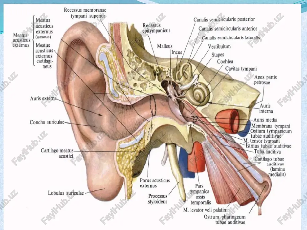 ennee yxo 8. bapabanwan ri 5 cross-section through cochlear canal (eckert 1988) reissnor’s membrane, scala vestiouli (parity ere i, fibers i scala tympani (parityrnpn) goshinar area (ved (alec n. salt, washington university) pee eee rods el gori ductus cochlearis stria vascularis paries vestibularis ductus cochlearis (membrana vestibularis) membrana tectoria sulcus spiralis internus labium limbi vestibulare abium limbi ympanicum foramen nervosum vas spirale (organum spirale lamina basilaris lig. spiral ] ‘sochleas paries tympanicus ductus cochlearis (membrana spiralis) leirpanbuste crista’ otpocrkh kuietok basilaris ganglion spirale cochleae ganglion spirale cochleae tlepuepuueckne orpocrett xnetok keene creees one ganglion spirale cochleae tabyrinthum osseum sab , scala tympani how the ear works fluid nerve air wave vibration wave impulse © sound enters the ear canal and contacts the ear drum which vibrates the malleus, incus and stapes. this generates fluid waves inside the cochlea. the waves are transformed into nerve impulses. /docprops/thumbnail.jpeg se —__ eshituv va …