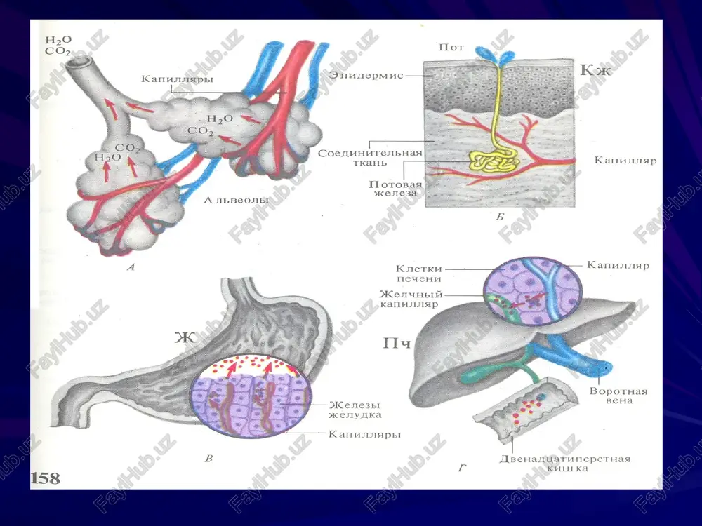 aptepha aptepua kanwsiiapbt kanunaspp kny6ouka tlonoctp kancyny; iv 7 h+ wv=1—-(ih-+iil) 50 }io 1 m+ i +i 1 m+ mosprmenne tlonwxenne tlonwx enue rmapoctatuyeckoro ohkothyeckoro tuapocratuyeckoro aabenusa wapiewnsa mablehua i ow+it tloppim enue ohkothyeckoro mabsenua ta6.1mua . cocmae mou “ero6ea, ey (uz pacuema ha 1200-1500 a) heoprannueckne peuectpa oprannhueckne bellecr ba 5-1 1,8-3,6 2-6,7 3,0-5,2 2,0-3,5 0,2-0,3 0,06-0,2 0,6-1,3 mouesuna mouesas khcota ilyphhobbie ochobahha k peathhuh tunnyposas kucnota tlaphpie 3(pho-cephble khcotbi muyankay crepko6usiuhoren y poxpom auetoh+aieroykcychad khciota besok 20-35 03-1,2 0,015-0,045 15-24 0,1-2,0 0,07-0,85 0,001-0,038 0,020-0,035 0,2-0,9 0,009 0,003-009 - pea6cop6una na a pea6cop6una h,o penen 3a na aptepua bena @opmu popanne ocmothheckoro rpanuenta b n. supraopticus n. paraventricularis rr tr. supraopticohypophyseus lo tloppimienue bbiqenehusa ajit co6upatrenbuas tpy6ka tkahp no¥kh jleruaparauna tkahen tlonvxenne . akype3a ocmopeyentops1 a bostomoperentoppi a n. supraopticus > n. paraventricularis > cu tr. supraopticohypophyseus po cuhwkehve bbiwenenua ajit co6upatenbhaa | tpyoka h0 h tk ke tuneprugparauna …