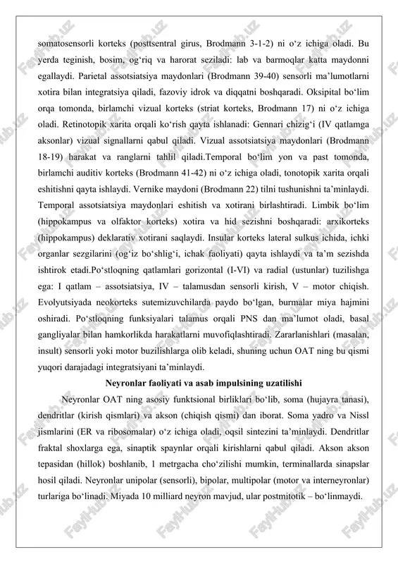 di. limbik bo‘lim (hippokampus va olfaktor korteks) xotira va hid sezishni boshqaradi: arxikorteks (hippokampus) deklarativ xotirani saqlaydi. insular korteks lateral sulkus ichida, ichki organlar sezgilarini (og‘iz bo‘shlig‘i, ichak faoliyati) qayta ishlaydi va ta’m sezishda ishtirok etadi.po‘stloqning qatlamlari gorizontal (i-vi) va radial (ustunlar) tuzilishga ega: i qatlam – assotsiatsiya, iv – talamusdan sensorli kirish, v – motor chiqish. evolyutsiyada neokorteks sutemizuvchilarda paydo bo‘lgan, burmalar miya hajmini oshiradi. po‘stloqning funksiyalari talamus orqali pns dan ma’lumot oladi, basal gangliyalar bilan hamkorlikda harakatlarni muvofiqlashtiradi. zararlanishlari (masalan, insult) sensorli yoki motor buzilishlarga olib keladi, shuning uchun oat ning bu qismi yuqori darajadagi integratsiyani ta’minlaydi. neyronlar faoliyati va asab impulsining uzatilishi neyronlar oat ning asosiy funktsional birliklari bo‘lib, soma (hujayra tanasi), dendritlar (kirish qismlari) va akson (chiqish qismi) dan iborat. soma yadro va nissl jismlarini (er va ribosomalar) o‘z ichiga oladi, oqsil sintezini ta’minlaydi. dendritlar fraktal shoxlarga ega, sinaptik spaynlar orqali kirishlarni qabul qiladi. akson akson …