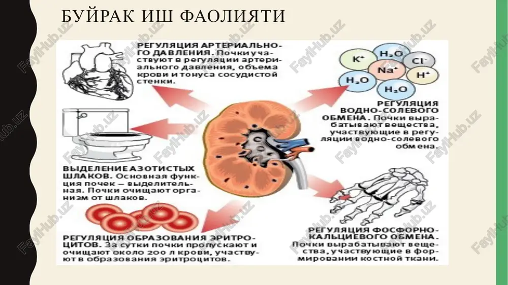 eopatiya, gipertoniya va b. yashirin davr – buyrakning klinik buzilishi ko'zga tashlanmaydi. zimnitskiy sinamasi: izogipostenuriya, nikturiya. aniq davr – shikoyatlar: xolsizlik, uyquchanlik, teri qichishishi, burun va milkdan qon ketishi, ko'ngil aynishi, qusish, ishtaxasizlik, yo'tal, ich ketish. klinika birinchi bosqich - aniq simptomlari yo'q. bu davrda organizm yangi xolatga moslashadi —kompensator mexanizmlar ishga tushadi. ba'zi bemorlarda chanqash, teri qurishi, uyqu buzilishi, xolsizlik, tez charchash kuzatilishi mumkin. ikkinchi bosqich — bu 90% nefronlarning o'lishidir. buyrak funktsiyasi buzilishi yaqqol ifodalangan. ko'rinarli azotemiya va buyrak etishmovchiligining ekstrarenal belgilari bilan xarakterlanadi. uchinchi bosqich - bu bosqichda nafaqat buyrak, balki boshqa organlarda patologik jarayonlarning dekompensatsiyasi ro'y beradi. yurakda o'zgarishlar, o'pkada nefrogen shish, anemiya, jigarda o'zgarish (dastlab sezilarsiz) aniqlanadi, mit buzilishlari kuzatilishi mumkin. organlarda o'zgarishlar kuzatilsada bu bosqichning a fazasida ularning funktsiyasi unchalik buzilmaydi va b fazasida organlar dist­rofiyasi kuzatiladi. poliuriya oligouriya va anuriya bilan almashadi. bu davrda sezilarli anemiya, ko'rinarli yurak etishmovchiligi, perikardit rivojlanishi mumkin. eng …