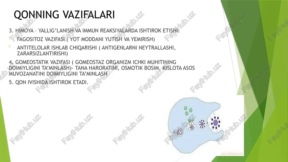 o‘zidan kelib chiqqan bo‘lib, oqish demakdir. leykotsitlar yoki oq qon tanachalari tuzilishi va vazifalari turlicha bo’lgan hujayralar gruppasini tashkil etadi. barcha leykotsitlar o‘z sitoplazmasidagi maxsus donachalarga qarab ikki katta gruppaga ajratiladi. donador (granulositar) leykositlar donasiz (agranulositar) leykositlar neytrofillar eozinofillar bazofillar limfositlar monositlar granulotsitlar ularning donachalari qaysi bo‘yoqlar bilan bo‘yalishiga qarab: 1. neytrofillar – ham kislotali ham ishqoriy bo’yoq qabul qiladigan 2. eozinofillar – faqat kislotali bo’yoqlar qabul qiladigan 3. bazofillar – faqat ishqoriy bo’yoqlar qabul qiladigan neytrofillar yumaloq shaklda, diametri 7-9 mkm, miqdori 65-75 %. yashash davri 8 kun. qonda turli yetilish darajasidagi 3 xil neytrofil uchraydi: yosh (0-0,5%), tayoqcha yadroli (3-5%), va segment yadroli (60-65%). qonda yosh va tayoqcha yadroli neytrofillarning miqdori oshsa, leykotsitlar formulada chapga siljiydi, deyiladi segment yadroli neytrofilning tuzilishi: yadro segmentlashgan, 3-4 segmentdan iborat, ular ko‘prikchalar yordamida bog‘langan,sitoplazmada mayda donadorlik ko‘rinadi, kuchsiz oksifil bo‘yaladi, hujayraning periferik qismlarida mikrofilamentlar joylashgan. bu qism hujayraning psevdopodiyalarini hosil qiladi. sitoplazma …