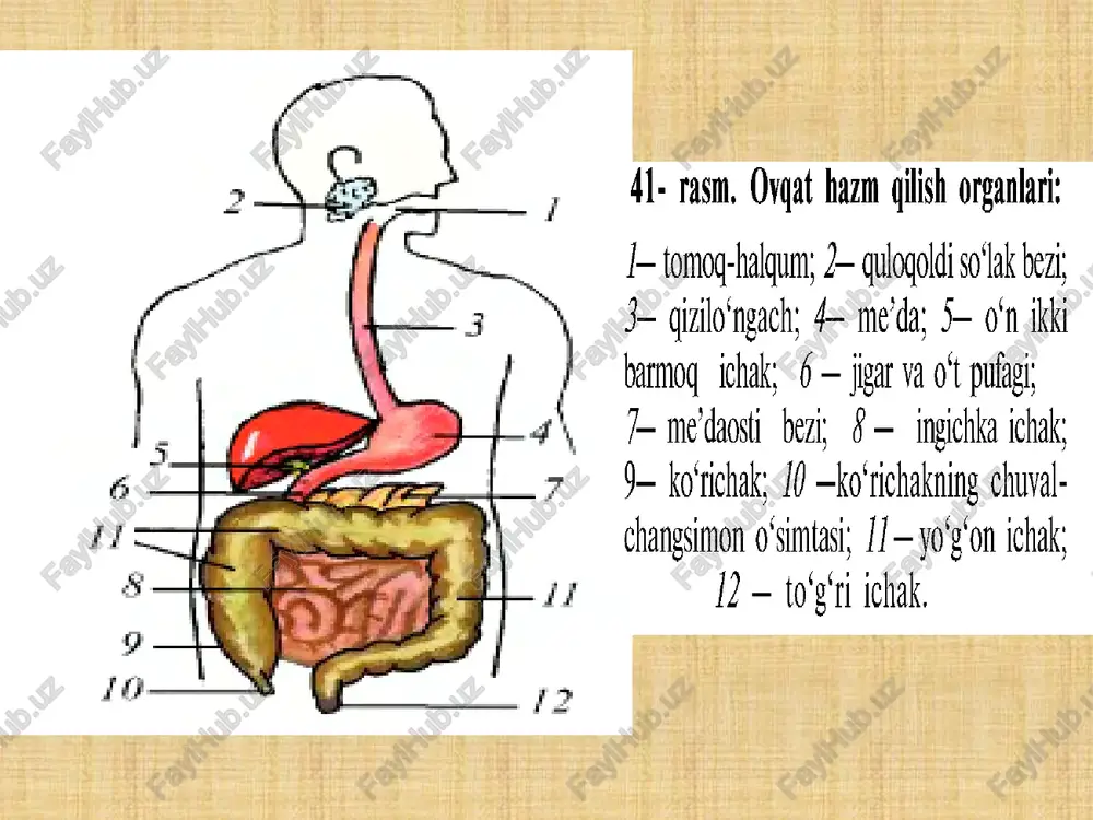 i ichak bo'shlig'i bo'ylab yuqoridan pastga tomon siljishini ta'minlaydi. ingichka ichak devoridagi bezchalardan ajraladigan enterokinaza, lipaza fermentlari ovqat hazm bo'lishida ishtirok etadi. yo'g'on ichak ingichka ichakning davomi bo'lib, uning uzunligi katta odamda o'rtacha 1,5 m. u qorin bo'shlig'ida ingichka ichakning atrofini o'rab turadi. yo'g'on ichak quyidagi qismlarga bo'linadi: 1) ko'richak va uning chuvalchangsimon o'simtasi (appendiks); 2) ko'tariluvchi chambar ichak; 3) ko'ndalang chambar ichak; 4) tushuvchi chambar ichak; 5) sigmasimon ichak; 6) to'g'ri ichak. yo'g'on ichak shilliq pardasida vorsinkalar bo'lmaydi. yo'g'on ichakda, asosan, suv, mineral tuzlar so'riladi. bu yerda ovqat qoldig'i quyilib, najas sifatida to'g'ri ichak orqali tashqariga chiqariladi. etiboringiz uchun rahmat. image2.jpeg image3.png image4.png image5.png image6.png image7.png image8.png image9.png image10.jpeg image1.jpeg 41- rasm. ovqat hazm gilish organlari: j— tomog-halqum; 2— qulogoldi so‘lak bezi; 3— qizilo‘ngach; #— me’da; 5— o‘n ikki barmoq ichak; 6 — jigar va o‘t pufagi; 7— me’daosti bezi; 8 — ingichka ichak; 9— ko‘richak; /0 —ko‘richakning chuval- …