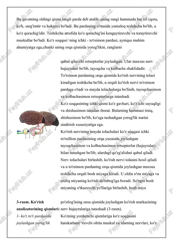 to'rsillion pardasining orqa yuzasida joylashgan tayoqchasimon va kolbachasimon retseptorlar (hujayralar) bilan tutashgan bo'lib, ulardagi qo'zg'alishni qabul qiladi. nerv tolachalari birlashib, ko'rish nervi tolasini hosil qiladi va u to'rsimon pardaning orqa qismida joylashgan maxsus teshikcha orqali bosh miyaga kiradi. u oldin o'rta miyaga va oraliq miyaning ko'rish do'mbog'iga boradi. so'ngra bosh miyaning o'tkazuvchi yo'llariga birlashib, bosh miya 3-rasm. ko'rish analizatorining qismlari: 1- ko'z to'r pardasida joylashgan yorug'lik sezuvchi hujayralar (ko'rish analizatorining periferik qismi-retseptorlar); 2- ko'rish nervi (ko'rish analizatorining o'tkazuvchi qismi); 3- bosh miya po'stlog'ining ensa qismida joylashgan ko'rish markazi (ko'rish analizatorining markaziy qismi). po'stlog'ining ensa qismida joylashgan ko'rish markazining nerv hujayralariga tutashadi (3-rasm). ko'zning yordamchi qismlariga ko'z soqqasini harakatlanti¬ruvchi oltita muskul va ularning nervlari, ko'z yoshi bezlari va ularning kanalchalari, ko'z yoshi qopchasi hamda qovoq va kipriklar kiradi. muskullar ko'z soqqasini harakatlantirib, ko'rish doirasini kengaytiradi. ko'z yoshi bezlaridan ajraladigan suyuqlik ko'zning shox pardasini namlab, uni changdan yuvib turadi. qovoqlar va kipriklar …