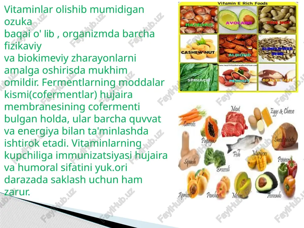 mkin. suvda eriidigan vitaminlar vitamin b1 - (tiamin). ozuka mahsulotlarida thiamin bilan birga uning hosillari ham olinadi. xosilalaring umumiy mikdori bir necha bor ortik. tiamin organizmda yigilmaydi. uning yarim parchalanish davri 9-14 kun. thiamin asosan siidik bilan, orqali hazm shiralari va terkali organizmdan chiiladi. vitamin b 1ga fight mahsulotga pivo achitkilari, hamirturush, guruch kepagi, bugdoy uni, n^hot, lovia, yong‘oq, jigar, yurak, yurak, o‘rik. gushti va boshka ovkat mahsulotlari deyishadi. gipovitaminoz b1da chukur uzgarishlar nafakat karbongidrat yuqishida, beams oksil bilan bog'liq holda, nuklein kislotalar, lipidlar va energiya almasida ham uzini topadi. vitamin tanqisligi b 1da organizmda pirouzum kislota mikdori ortadi. oxyl biosynthesining jadalligi nafakat amino acidalar synthesining tukhtashi, kon zardobi va huzhayralardagi amino acidalar imbalance hisobiga, hamda atf etishmasliga hisobiga ham susayadi. vitamin b2 - (riboflavin). organizmga asosan istemol kilingan ovkat mahsuloti bilan birga tushadi. bu birikmalar oshkozon shirasida chloride acid tasirida parchalanadi, azralgan vitamin b2 ichakda surilib, azzo huzhayralarida ikkita …