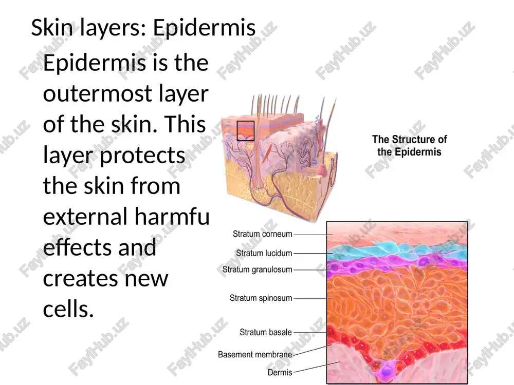 skin structure and function - Page 4