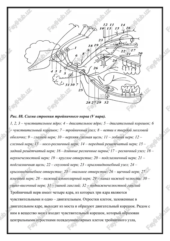– lobniy nerv; 12 – slezniy nerv; 13 – noso-resnichniy nerv; 14 – peredniy reshetchatiy nerv; 15 – zadniy reshetchatiy nerv; 16 - dlinnie resnichnie nervi; 17 – resnichniy uzel; 18 – verxnechelyustnoy nerv; 19 – krugloe otverstie; 20 – podglaznichniy nerv; 21 – podglaznichnaya shel; 22 – skulovoy nerv; 23 - krilovidnonebniy uzel; 24 – krilovidnonebnoe otverstie; 25 – ovalnoe otverstie; 26 – shechniy nerv; 27 – yazichniy nerv; 28 – nijniy alveolyarniy nerv; 29 – kanal nijney chelyusti; 30 – ushno-visochniy nerv; 31 – ushnoy gangliy; 32 – podnijnechelyustnoy gangliy troynichniy nerv imeet chetire yadra, iz kotorix tri yadra yavlyayutsya chuvstvitelnimi i odno – dvigatelnim. otrostki kletok, zalojennie v dvigatelnom yadre, vixodyat iz mosta i obrazuyut dvigatelniy koreshok. ryadom s nim v veshestvo mozga vxodit chuvstvitelniy koreshok, kotoriy obrazovan tsentralnimi otrostkami psevdounipolyarnix kletok troynichnogo uzla, raspolojennogo na peredney poverxnosti piramidki visochnoy kosti. perifericheskie otrostki etix kletok obrazuyut tri …