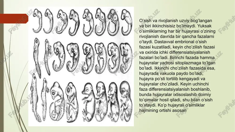 .png image4.png bolaning o’sishi va rivojlanishi muayyan qonuniyatlar asosida boradi, bularga geteroxroniya va akseleratsiya kiradi. notekis rivojlanish yoki geteroxroniya organizmning normal holatida o’sish va rivojlanish bir-biri bilan juda yagin alohida va hamkorlikda bo’lsa ham, ular bir vaqtda bir- il jadallikda sodir bo"lmaydi, chunki biron bir a’zo massasining kattalashishi uni bir vagida funksional jihatdan takomillashuvini bildirmaydi. ontogenezda, birinchi navbatda, ontogenezning ushbu bosqichida yoki yaqin kelajakdagi organizmni yashashi uchun zrur bo'lgan a'z0 va tizimlarning rivojlanish tezligi o'zgaradi. ushbu bosgichda zarur bo’lmagan funksional tizimlarning esa, aksincha orgada goladi. bunga mos ravishdagi alillami umumnlashtirishda, pk. anonxinning faoliyati organizmni foydali moslanuvchanlik natijalarini ta’minlovehi tuzilmalar birligi sifatida namoyon bo'luvehi alohida funksional tizimlarni ontogenezda rivojlanishning geteroxronizm to’e'risidagi nazariyasi qo’l keladi. funksional tizimlarni ketma-ket shakllanishi sistemogenez. deb nomlanadi, {gil myshared /docprops/thumbnail.jpeg termiz daviat pedagogika institut tabiiy va anig fanlar fakulletibiologiya tatim yornalisi i-bosajch 102-guruh alabasi xolmuredova, diraboning sitologiyo, gistologiya, embriologive fanidan tayyorlagan taqdimoti
