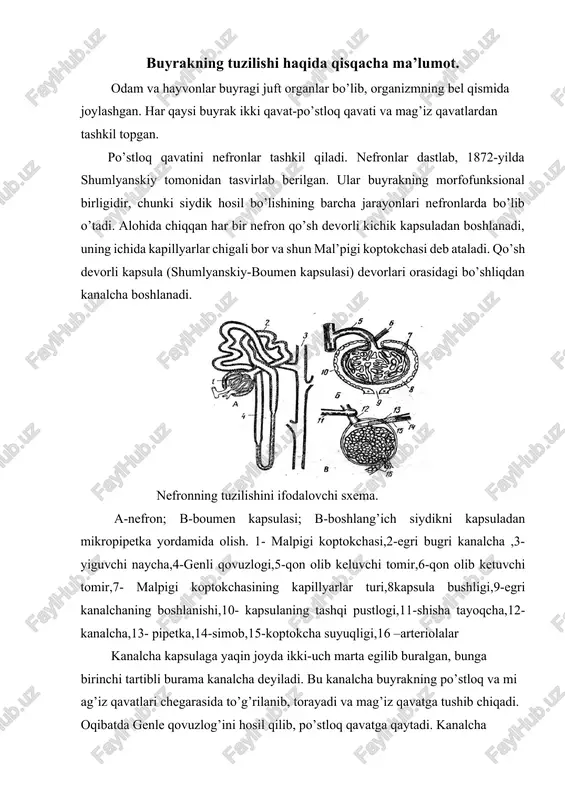 jomiga quyiladi. buyrakda bu nefronlardan tashqari yukstamamedullyar nefronlar ham bo’ladi. bular tasvirlangan nefronlardan bir muncha farq qiladi, chunki yukstamamedullyar nefronlarning koptokchalari po’stloq va mag’iz qavatlarning oralig’ida, genli qovuzlog’i esa buyrak jomi atrofida joylashgan. har xil turga mansub bo’lgan hayvonlarning buyragida nefronlarning miqdori turlichadir. jumladan, qoramollarning har ikkala buyragida 8mln.ga yaqin nefron bo’lib, ularning faol yuzasi 39, 2m2.ni, cho’chqalarda 1,4mln. nefron bo’lib, faol yuzasi 7, 2m2.ni, qo’ylarda esa 1mln. nefron bo’lib, faol yuzasi 3, 5m2.ni tashkil qiladi. buyrak qorin aortadan chiqib keladigan buyrak arteriyasidan qon oladi. buyrak arteriyasi arteriolalarga tarmoqlanib, har qaysi kapsulaga alohida tarmoqcha beradi. arteriola kapsulaga kirgach, yana tarmoqlanib kapillyarlarga bo’linadi, oqibatda kapillyarlar chigalini -malpigiy koptokchasini hosil qiladi. kapsuladan chiqayotgan arteriola unga kirayotgan arterioladan torroq. kapsuladan chiqqan arteriola, birinchi va ikkinchi tartibli burama kanalchalarda yana kapillyarlarga tarmoqlnib kanalchalarni o’rab oladi. so’ngra kapillyarlar venalarga aylanadi. mayda venalar o’zaro qo’shilib, buyrak venasini hosil qiladi. yukstamedullyar nefronlar kapsulaga kirayotgan arteriola yug’onligiga teng. …