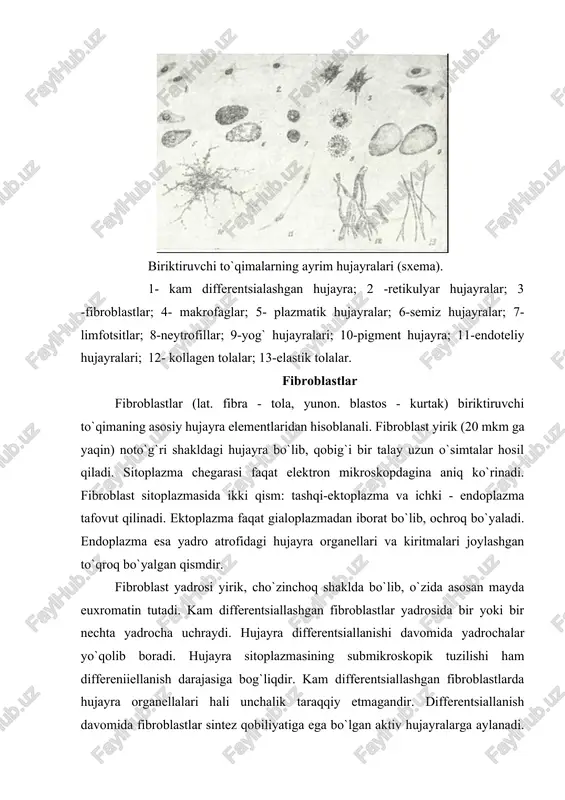 hosil bo`ladi va pinotsitoz vazifasini bajarishi mumkin. fibroblast sitoplazmasida lipid donachalar, multivezikulyar tanachalar va hatto miyelin tuzilmalar ham uchrab turadi. biriktiruvchi to`qimada turli darajada yetilgan fibroblast hujayralari uchrashi mumkin. ular kam differensiallashgan yosh fibroblastlar, yetuk fibroblastlar va fibrotsitlarni o`z ichpga oladi. yosh fibroblastlar mitoz yo`li bilan ko`payish qobiliyatiga ega bo`lib, ularda oqsil sintezi sust darajada bo`ladi. funktsional jihatdan eng aktiv hujayralar bo`lib, yetuk fibroblastlar hisoblanadi. ular biriktiruvchi to`qimaning hujayra oraliq moddasini ishlab chiqaruvchi asosiy hujayralardir. bu hujayralar sitoplazmasida fibrillyar oqsillar (kollagen, elastin), sulfatlangan va sulfatlanmagan glikozaminoglikanlar, proteoglikanlar sintezlanadi va hujayra oraliq muhitiga chiqariladi. biriktiruvchi to`qimada tolalar va asosiy modda hosil bo`lishi, jarohatlarning, yaralarning bitishi va chandiq hosil bo`lishi, to`qimaga tushgan yot tanachalar atrofida kapsula hosil bo`lishi - bularning hammasi yetuk fibroblastlar faoliyatining natijasidir. fibrotsitlar - fibroblastlarning definitiv shakli bo`lib, bu hujayralarda organellalar keskin kamaygan bo`ladi. shu tufayli fibrotsitlarda yuqorida qayd etilgan moddalarning sintezi deyarli to`xtaydi. ba’zi bir sharoitlarda (masalan, homiladorlik …
