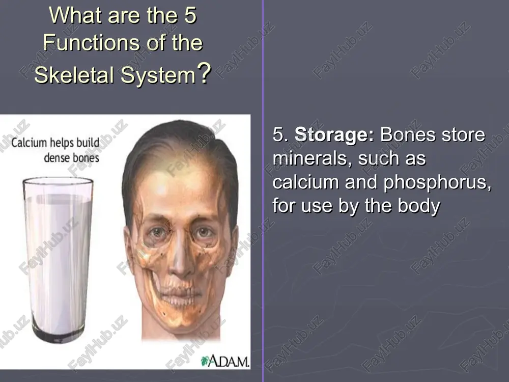 skeletal system - Page 4