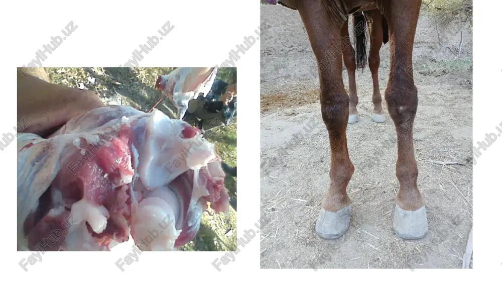 im, aprputtiap ovrum *kapoxatiapu cadad oynaqu. kacammmk kyupok otnapya hammoéh oyynu0, oyhaa tywiok, iomanok ba toboh oyrummuapuh oé€knaphu hotyfph kyyiranya mimukkactahayn. kamunk gerrmiapn. kacan xaitpouiap kimhmk kypukyah yrka3miranya, oyfum guopo3 kalicynacu kattalalranu, oorlamiap kalmhaum6o 9slacthkmrh llacavrahiwru ahukyiahayqu. byrhm kohtyph tekhc, otap thhy typrahya kacaywlahrah o€ffvra axiim tadham, ammo xapakatlahrahya okcalihmht yptta qapaxkacu ky3atuaqu. kacananrah o€k xapakatlahrahya ajuimfiahtah ba oyxmaiiran oyfum kkalicyslacu 4¥3unaqu ba okmoatia tykumalapya ofpuk taiyo oynaqu. byrum nasipialua kmjimhtaha maxajuimit xapopat ky3atuimaliu, tepu 90acthkimim macaliran oynagu. oéknap nacchb xxapakat kmimhtahya xapakathuht yerapaslabrahimry ba kywi ofphk oopmurm anukahaym. aaponaw. jlaponamiya maccax, ytkup khthkiobym masixam, kalmi hozuy ounah wohodope3, tykhma tepalimacu, napaphh, jma3a, thapokopth30h ba jla3ep ovylah hypiahtupwrah aytokoh 0,5 mii/kr ofupiurura myckyi opacura ba xohjipojioh 2 mi o¥fum wanra kyywiahmayu. “a temaprpos — 0¥rum oyuuimrura iimkactilahrah kalicylayjah kohhhht kyhwimn. kou chhosuall cyiokjimk onsiah apasialliaqm, ulyhhht y4yh okya cekmh ubm in. vpuran koh jlaxtanapu oyfum wuva spkuuh cy3h0 ropayu éku …
