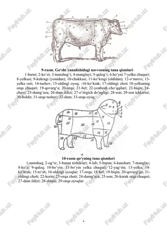 el; 19-biqin; 20-qovurg‘ga; 21-oldingi choti; 22-korin; 23-orqa choti; 24-dumg‘aza; 25-son; 26-kurak orqa chuquri; 27-dum ildizi; 28-shtani; 29-orqa oyoqlar. 11-rasm. cho‘chqaning tana qismlari 1-boshi; 2-tomoq osti; 3-ensasi; 4-5 bo‘yin; 6-yag‘rin; 7-kuragi 8-yelkasi; 9-kafti; 10-oldingi biqini; 11-orqasi; 12-ko‘kragi; 13-beli; 14-biqini; 15-qorni; 16-jinsiy organ xaltasi; 17-dumg‘aza; 18-soni; 19-o‘tirgich suyagi; 20-sakrash bo‘g‘ini; 21-orqangi oyoq baqayi. otlarning tana qismlari otlarning tana qismlarini baholashda salt miniladigan, yo‘rtoqi va ishchi otlarga bo‘lgan talablar hisobga olinadi. 12-rasm. otlarning tana qismlari 1-quloqlar orasi; 2-kokili; 3-peshonasi; 4-qulog‘i; 5-chakkasi; 6-ko‘zi; 7-ganashi; 8-burni; 9-burun katagi; 10-jag‘lari; 11-iyak chuqurchasi; 12-ensa; 13-yoli va bo‘yin toji; 14-6o‘yin yonboshi; 15-tomog‘i; 16-qarchig‘ayi; 17-ko‘kragi to‘shi bilan; 18-orqasi; 19-yonboshi; 20-choti; 21-beli; 22-dumg‘azasi; 23-biqini yoki yon cho‘qqilari; 24-dum ildizi; 25-dum; 26-orqa chiqarish teshigi; 27-ket oralig‘i; 28-chovi; 29-kuragi; 30-yelkasi; 31-tirsagi; 32-bilakuzuk; 33-bilak; 34-tushog‘i; 35-baqayi; 36-pocha; 37-tuyoq; 38-soni; 39-boldiri; 40-tizza bo‘g‘ini va kosasi; 41-sakrash bo‘g‘ini; 42-tovoni; 43 -panjasi; 44-poshnasi. parrandalaning tana qismlari har xil mahsulot yo‘nalishidagi parranda turi va zotlari o‘zlarining eksterer …