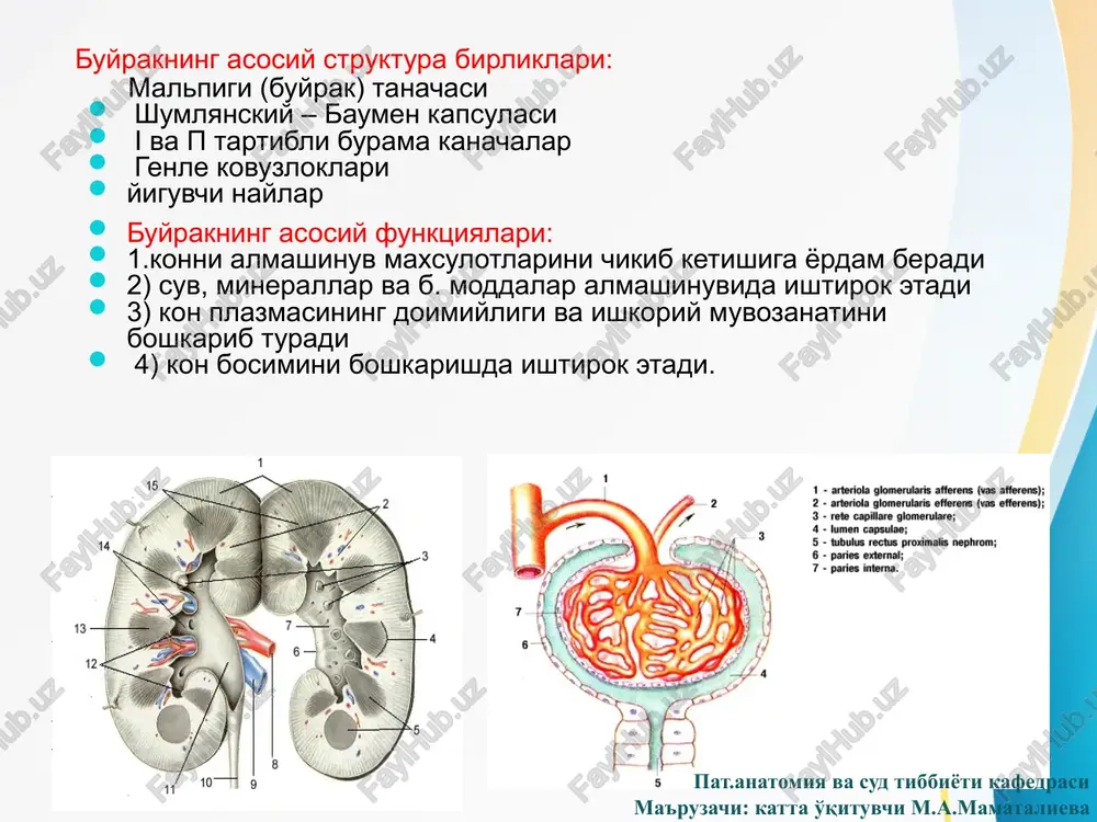omiya va sud tibbiyoti kafedrasi ma'ruzachi: katta o'qituvchi m.a.mamatalieva glomerulonefrit glomerulonefrit, bu – infektsion-allergik tabiatli, ikki tomonlama, buyrak kaptokchalarining yiringsiz yallig'lanishli, buyrakka xos va buyrakdan tashqaridagi simptomlar bilan kechuvchi kasallikdir. buyrakka xos simptomlariga proteinuriya, gematuriya, tsilindruriya, oligouriya; buyrakdan tashqari simptomlariga – shish, arterial gipertenziya, yurak gipertrofiyasi, disproteinemiya, giperazotemiya, uremiyalar kiradi. klassifikatsiyasi: 1) kechishi bo'yicha: o'tkir, avj oluvchi va surunkali, terminal; 2) joylanishi bo'yicha: intrakapillyar va ekstrakapillyar; 3) yallig'lanishi bo'yicha: ekssudativ, proliferativ, aralash; 4) koptokchalarning shikastlanish darajasiga ko'ra: diffuz va o'choqli glomerulonefritlar farq qilinadi. koptokchalarni shikastlanishlari: fokal (uchogli), bir kism koptokchalar shikastlanadi diffuz – tarkok xolda kuplab koptokchalar shikastlanadi global – xamma koptokchalar shikastlanadi segmentar – koptokcha bir kismi shikastlanadi. pat.anatomiya va sud tibbiyoti kafedrasi ma'ruzachi: katta o'qituvchi m.a.mamatalieva koptokchalarni shikastlanishini asosiy simptomlari 1. simptomsiz proteinuriya, mikroalbuminuriya 2. gematuriya 3. oliguriya 4. arterial gipertenziya 5. tsilindruriya buyrak kanalchalarini shikastlanishini asosiy simptomlari poliuriya, nikturiya, gipostenuriya, izostenuriya glyukozuriya, aminatsiduriya, kaltsiyuriya va b. kanalli …
