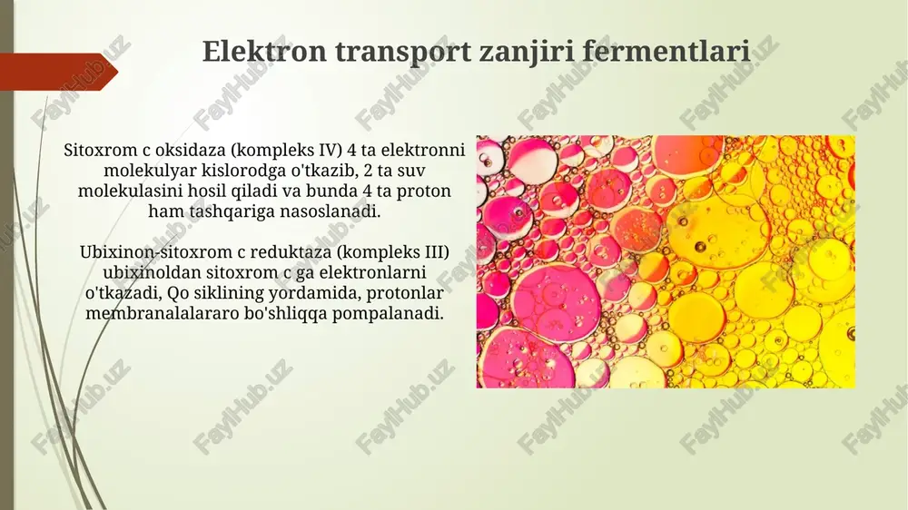 siydik kislotasi sikli fermentlari - Page 4