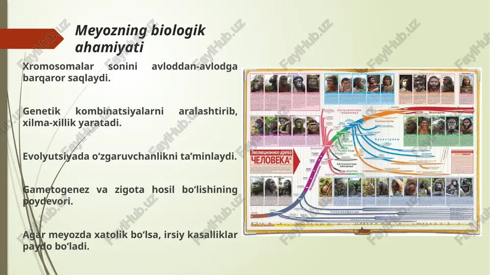 an) bo‘lib qoladi. anafaza 2 (2n2c) (2n2c) xromatidlarning ajralishi: xromosomalar ikkiga bo‘linadi, ya'ni ikkita xromatid bir-biridan ajralib, mikrotubulyar tolalar yordamida qarama-qarshi qutblarga tortiladi. mikrotubulyar tizim: spindle (mikrotubulyar tolalar) xromosomalarni har bir qutbga tortadi va ajratadi. gaploid hujayralar hosil bo‘ladi: xromatidlar ajralganidan so‘ng, har bir yangi hujayra yangi gaploid xromosoma to‘plamini oladi. 4. biologik ahamiyati: genetik materialning teng taqsimlanishi: bu bosqichda genetik material ikkita yangi hujayra orasida teng taqsimlanadi. gaploid holat: anafaza ii ning oxiriga kelib, har bir hujayra genetik jihatdan teng va gaploid (yarim xromosoma to‘plami) holatga keladi. telofaza 2 (nc)(nc)(nc)(nc) yadro membranasining qayta shakllanishi: xromosomalar qutblarga yetib borishi bilan, yangi yadro membranasi shakllanadi va yadro tiklanadi. xromosomalar bo‘shashishi: xromosomalar zich holatdan bo‘shashib, yadroda diffuz holatga keladi. sitokinez (sitoplazmaning bo‘linishi): sitokinez jarayoni boshlanadi va sitoplazma ikki yangi hujayra o‘rtasida teng taqsimlanadi. ikki yangi gaploid hujayra hosil bo‘ladi: har bir yangi hujayra gaploid (yani, xromosomalar soni yarimlashgan) bo‘ladi. biologik ahamiyati: gaploid …