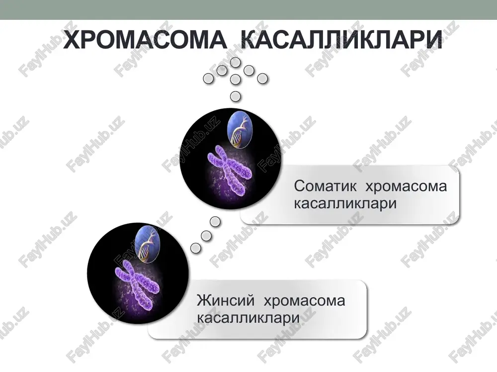 idrofenilalanin va melanin hosil bo’ladi. alkoptonuriya. bu kasallik fenilalanin va tirozinning keyingi kurinishlariga utish jarayoni buziladi. fenilalanin hisobiga va ovqat bilan organizmga tushgan tirozin normada p – gidroksifenil pirovinograd kislotasiga aylanadi. bu kislota esa, uz navbatida gomogentizinoksidaza fermenti yordamida gomogentizin kislotasiga aylanadi. alkoptonuriya kasalligida esa, gomogentizinoksidaza fermentining sintezini belgilovchi gen mutatsiyaga uchragani uchun organizmda bu ferment juda kamayib ketadi. natijada, tuqimalarda va fiziologik suyuqliklarda gomogentizin kislotasi tuplanib qoladi. albinizm bu kasallik tirozinni meloninga aylantiruvchi tirozinoza sintezini boshqaruvchi genning mutastiyaga uchrashi hisobiga sodir buladi. albinizm kasallikgida terida, sochda, kuzning rangdor pardasida rang bulmaydi va kuzning kurish qobiliyati ancha susayadi. albenizm kasalligi tuliq yoki qisman paydo bulishi mumkin. tuliq albinizm autosomadagi retsessiv gen ishtirokida yuzaga chiqsa, qisman albinizm esa autosomadagi dominant gen bilan yuzaga chiqadi. galaktozemiya bu kasallik organizmda galaktozo-1-fosfatni parchalovchi galaktoza-1-fosfaturidiltransferaza fermentning etishmasligi tufayli yuzaga chiqadi. organizm galaktozini uzlashtira olmaydi, shuning uchun u qonda va tuqimalarda tuplanib, organizmga zaharli ta`sir kursata …