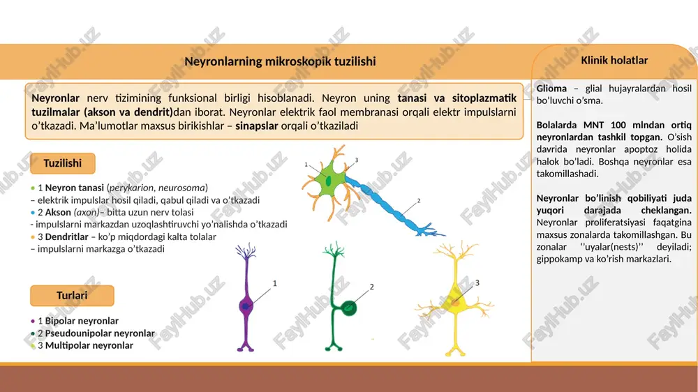 nervsistemasigistologiya - Page 4