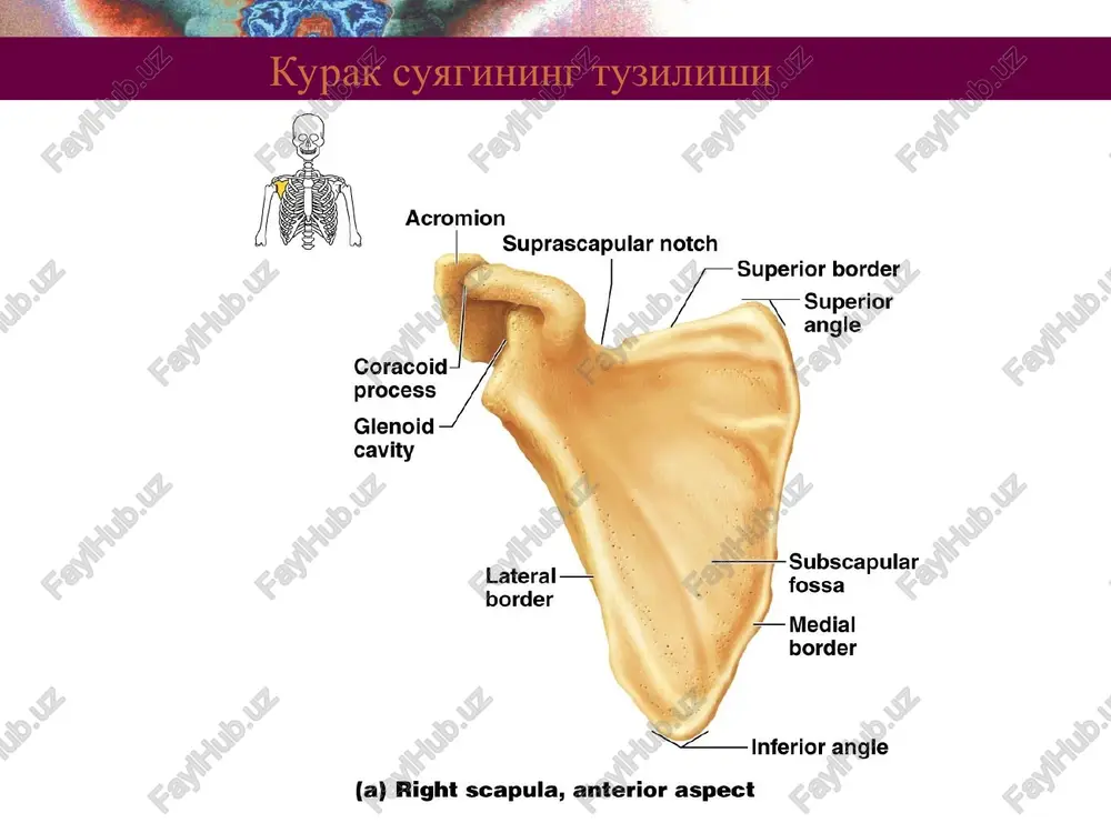 i kaft (proksimal, distal) bo'lib joylashadi. bosh barmoqdan jimjiloq tomon quyidagi tartibda joylashadi: a) proksimal qator. qayiqsimon suyak os scaphoideum, yarim oysimon suyak os lunatum, uchqirrali suyak os triquetrum va no'xatsimon suyak os pisiforme. b) distal qator: trapetsiya suyagi os trapezium, trapetsiyasimon suyak os trapezoideum, boshchali suyak os capitatum va ilmokli suyak os hamatum. qo'l panja suyaklari figure 8.7a, b kaft suyaklari qo'l panja kaft suyaklari ossa metacarpi (metacarpalia) 5 dona bo'lib, ular monoepifizar suyaklar hisoblanadi. har bir kaft suyagining asosi, basis, tanasi corpus, boshchasi caput farq qilinadi. har bir suyak rim raqamlari i, ii, iii, iv, v bilan belgilanadi. barmoq falangalari qo'l panja, barmoq suyaklari (falanglari) ham kaft suyaklari tuzilishiga o'xshaydigan, kalta naysimon suyaklardan iborat. ularning ham asosi, basis, tanasi, corpus, boshchasi caput farq qilinadi. qo'l panja barmoq falanglari o'z joylashuviga ko'ra bosh barmoqda proksimal va distal falanglarga, ii, iii, iv, v barmoq falanglari proksimal falang phalanx proximalis, o'rta …