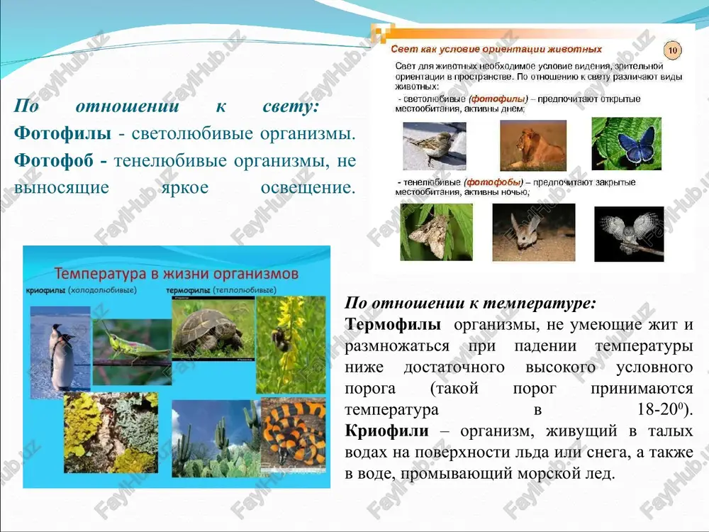 si, lisi, tarakani, a takje chelovek. redutsenti. organizmami pitayushiesya ostatkami mertvix rasteniy ili jivotnix, izvestni kak redutsenti ili saprofagi (pitayushiesya mertvimi organicheskimi ostatkami). sushestvuet dva osnovnix klassa redutsentov: detritofagi i destruktori. detritofagi napryamuyu potreblyayut mertvie organizmi ili organicheskie ostatki. k nim mojno otnesti, naprimer, krabov, shakalov, gieni, termitov, dojdevix chervey, mnogonojek, muravev i grifov. destruktori – zavershayut destruktivnuyu rabotu detritofagov, dovodyat razlojenie organicheskogo veshestva do polnoy mineralizatsii i vozvrashayut v ekosistemu mineralnie veshestva, kotorimi pitayutsya produtsenti. k destruktoram otnosyatsya dva tipa organizmov – gribi i mikroskopicheskie odnokletochnie bakterii. v svoyu ochered gribi i bakterii yavlyayutsya vajnim istochnikom pitaniya dlya takix jivix organizmov, kak chervi i nasekomie, obitayushie v pochve i vode. ekologicheskie faktori i ix klassifikatsii. ekologicheskimi faktorami nazivayut lyubie komponenti okrujayushey sredi, pryamo ili kosvenno vozdeystvuyushie na jivie organizmi. po svoim osobennostyam ekologicheskie faktori vesma raznoobrazni, imeyut razlichnuyu prirodu i spetsifiku deystviya. oni delyatsya na tri gruppi: abioticheskie (faktori …