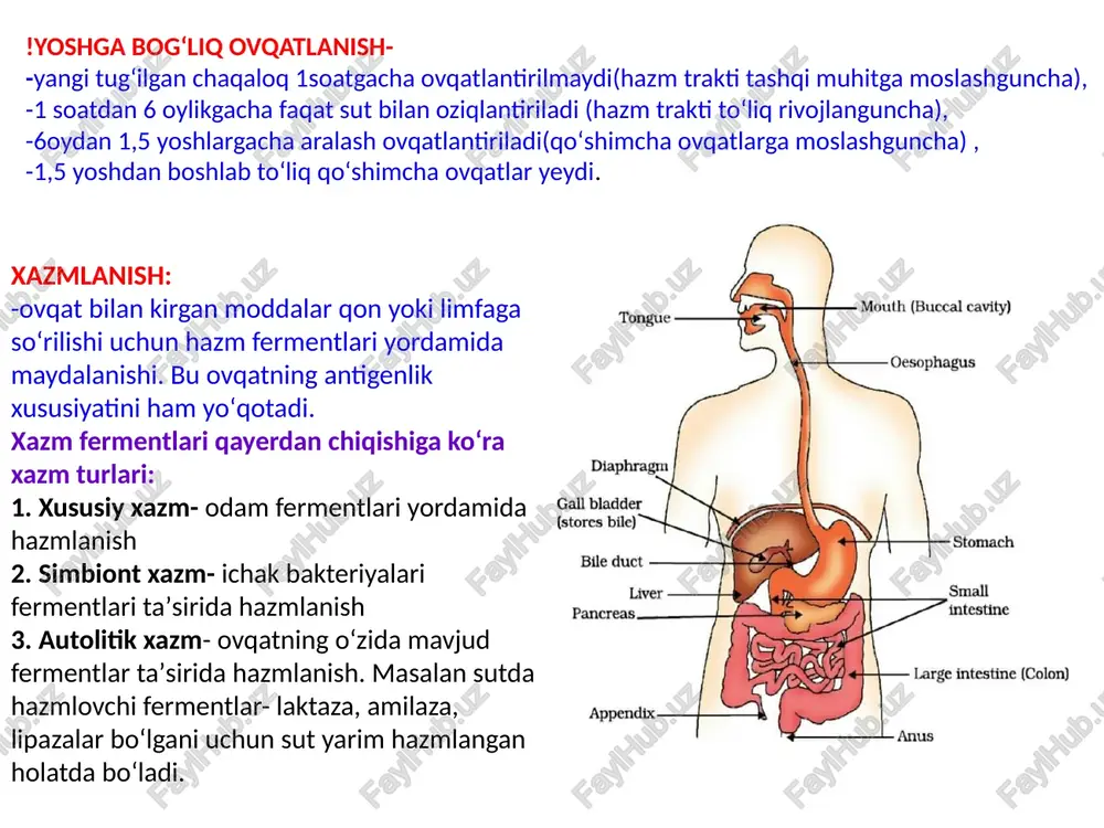 mo model organizm kabi yaxlit ishlay olmaydi, shu tufayli malumotlar juda sifatli boʻlmaydi. #knoop tajribasi: #organizm statuslari: organizm statuslari metabolizm turi toʻqlik ovqatlanganda chala ochlik birinchi ovqatlanishdan 2- ovqatlanishgacha toʻliq ochlik uzoq muddat ovqatlanmaslik masalan bir necha kunlab uglevodlar metabolizmi glikogen sintezi ↑ glikoliz↑(jigarda ham) glikogenoliz↓ glyukoneogenez↓ glikogen sintezi ↓ glikoliz↑(jigarda↓) glikogenoliz↑ glyukoneogenez↑ glikogen sintezi ↓ glikoliz↑(jigarda↓) glikogenoliz↑ glyukoneogenez↑ lipidlar metabolizmi lipogenez↑ lipoliz↓ ketogenez↓ lipogenez↓ lipoliz↑ ketogenez↑ lipogenez↓ lipoliz↑ ketogenez↑ oqsillar metabolizmi sintez↑ katobolizm↓ sintez↓ katobolizm ↓ sintez↓ katobolizm↑ #moddalar almashinuvi buzilishlari: *anoreksiya: "an"- inkor, "orexia"- ishtaha -ovqatlanishdan kuchli cheklanish,semirishdan qoʻrqish hissi va ozishga haddan tashqari intilish bilan kechuvchi neyropsixik kasallik *etiologiyasi(sabablari): bu irsiy kasallik, tengdoshlarning "sen semizsan" degan bosimi, aqli zaif odamlar ham qachon ovqatlanishni bilmasligi mumkin. *belgilari- ozib ketish, anemiya (pansitopeniya), umumiy holsizlik, ovqatdan soʻng qusish, gipotermiya, gipotoniya va boshqalar. *davolash- psixoterapiya, majburiy ovqatlantirish, toʻliq davolashning iloji yoʻq #bulemiya: "bous"-hoʻkiz, "limos"- ochlik -toʻyishni sezmaydigan darajada ochlik, tez-tez va …