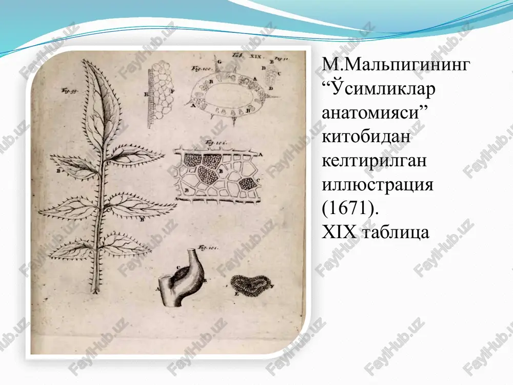 assimilyatsiya mahsulotlari, plastik moddalar o'tib turadi. ksilema va floemaning o'zaro joylashishiga ko'ra o'tkazuvchi boylamlar quyidagi to'rtta guruhga bo'linadi. 1. kollateral o'tkazuvchi boylamlar. bikollateral boylamlar. kontsentrik o'tkazuvchi boylamlar. radial o'tkazuvchi boylamlar. mavzu yuzasidan savollar meristematik yoki hosil qiluvchi to'qimalar, ularning vazifasi, hujayralarini tuzilishi.. qoplovchi to'qimalar, ularning vazifasi, hujayralarini tuzilishi. asosiy to'qimalar, ularning vazifasi, hujayralarini tuzilishi. mexanik to'qimalar, ularning vazifasi, hujayralarini tuzilishi. o'tkazuvchi to'qimalar, ularning vazifasi, hujayralarini tuzilishi. ajratuvchi sistema, ularning vazifasi. interkalyar meristemalar tug'risida tushuncha bering. sklerenxima va skleroid to'qima tug'risida tushuncha bering. kollateral va bikollateral boylamlar haqidagi tushunchalaringizni ayting. o'tkazuvchi boylamlarva ularning xillari to'g'risida gapiring. elaksimon naylar va uning yo'ldosh hujayralari to'g'risida ma'lumot bering. traxeyalar va traxeidlar to'g'risida tushuncha bering. e'tiboringiz uchun raxmat! image2.gif image3.gif image4.png image5.emf image6.gif image7.jpeg image8.emf image9.emf image10.emf image11.jpeg image12.png image13.png image14.png image15.png image16.png image17.png image18.png image19.png image20.png image21.png image22.emf image23.emf image24.emf image25.emf image26.png image27.png image28.png ( b ) poya ( s ) ildiz ( a …