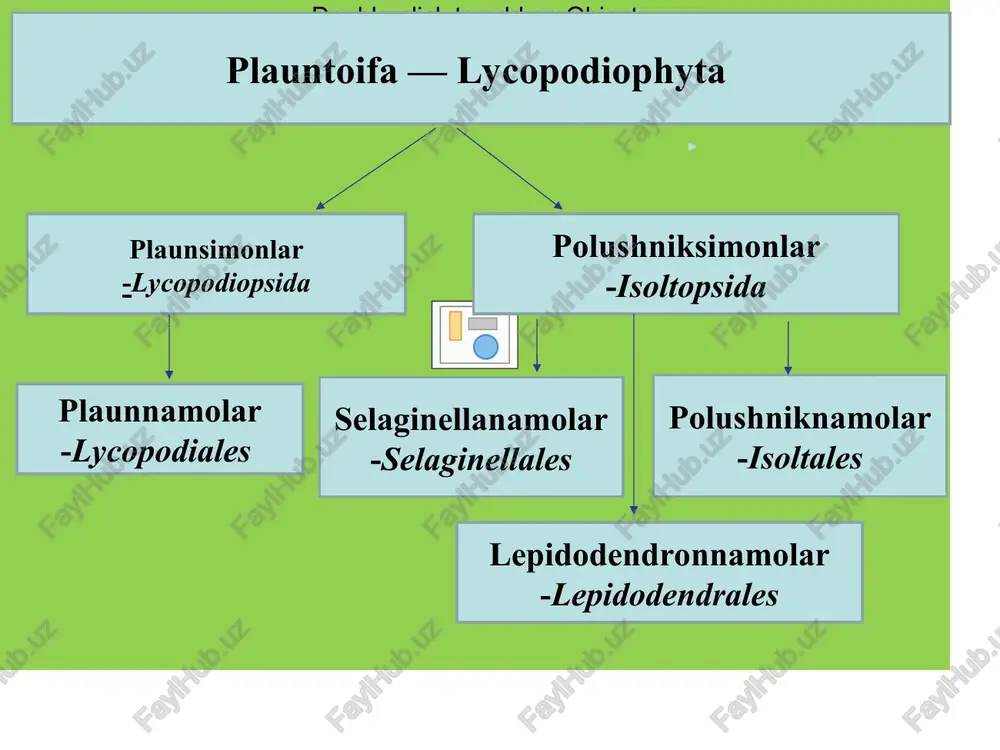 nish jarayoni selagasimon selaginella - selaginella selaginoides. bu o’simlik nam o’tloqlarda va torfli botqoqliklarda uchraydi. poyasi ko’pincha dixotomik ravishda shoxlar hosil qiladi. poya va shoxlarni mayda barglar qoplab turadi. selaginellalar ham sporangiylarda hosil bo’lgan sporalar yordamida ko’payadi. sporogoniviar shoxlarning yuqori tomonida to’p-to’p bo’lib joylashib, spora hosil qiluvchi boshoqchaiarga aylanadi. mikrosporangiyiarda bir nechta mikrosporalar, makrosporangiylarda esa tikansimon parda bilan o’ralgan to’rtta yirik makrospora vujudga keladi. sporalar sporangiylar devorining yorilishi natijasida tarqaladi. qulay sharoitga tushgan mayda sporalardan otalik gametofit yuzaga keladi. u reduksiyalangan bo’lib, bitta anteridiydan ikki xivchinli spermatozoidlar hosil bo’ladi. yirik sporalarda esa onalik gametofitlari vujudga keladi. gametofit spora pardasining ichida rivojlanib, sekin-asta uchburchak shakilda tashqariga yorib chiqadi, lekin undan ajralib ketmaydi. hosil bo’lgan gametofitda arxegoniyiar yuzaga keladi, ulardagi tuxum hujayra bilan spermatozoidlar qo’shilishi natijasida otalanish sodir bo’ladi. otalangan tuxum hujayradan embrion hosil bo’lib, u asta-sekin voyaga yetgan selaginella o’simligiga aylanadi. plauntoifa — lycopodiophyta o’simliklar bo’limi bo’lim- plauntoifa - lycopodiophyta sinf …