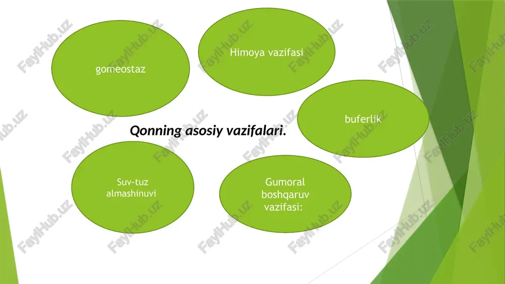 dagi o'zgarishlar gemoglobinozlar ѐki gemoglobinopatiyalar deb yuritiladi. hozirgi kunda ularning 150 dan ortiq turlari ma'lum. tibbiy ahamiyati gemoglobin molekulasida bo'ladigan o'zgarishlari bir qator patologik holatlarga sabab bo'ladi, bunga misol o'roqsimon anemiya. bu nasldan- naslga o'tuvchi patologik holat bo'lib, gemoglobinning betta zanjirida kuzatiladi .gemoglabin zanjiridagi dnk ning bitta nukleotidining mutatsiyasi (nuqtali mutatsiya) bilan bog'liq.gemoglabinda kuzatilgan o'zgarish natijasida (hb) kapillyarlarda dezoksigeneratsiyalanadi, polimerizatsiyalanib,yirik agregat hosil qilishi natijasida o'roq shakliga kirib qoladi. bunday eritrotsit nozik bo'lib,yashash muddati qisqa bo'ladi,bu esa anemiyaga olib keladi. yana qonning qovushqoqligini oshirib,qon tomirlarning devorini butunligini buzib,qonni ivibiga olib keladi,devori yopilib a'zo va to'qimalarga qon kelishiga o'sqinlik kilib,gipoksiya,ishemiyaga olib keladi. leykotsitlar bu termin yunoncha leykos so'zidan kelib chiqqan bo'lib, oqish demakdir. leykotsitlar ѐki oq qon tanachalari tuzilishi va vazifalari turlicha bo'lgan kon xujayrasi fiziologik sharoitlarda sog'lom odamda leykotsitlarning soni 1 mm3 qonda 3800-9000 (3,8-9x109/l) ga teng. leykotsitlar sonining ko'payib ketishi leykotsitoz deb atalib, organizmda turli xil yallig'lanish protsesslari ro'y berganda …