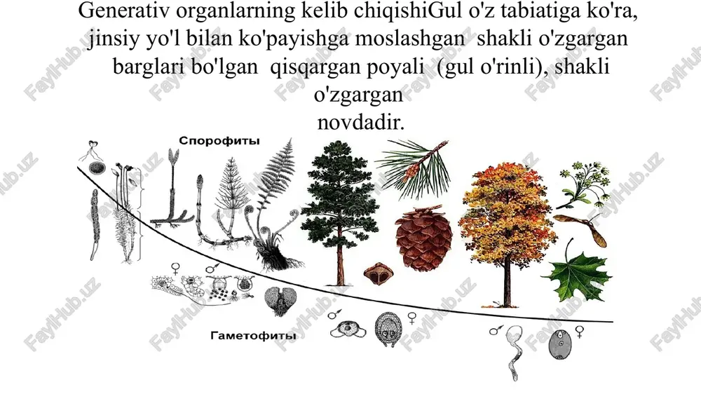 gul tuzilishi va to'pgullar - Page 4