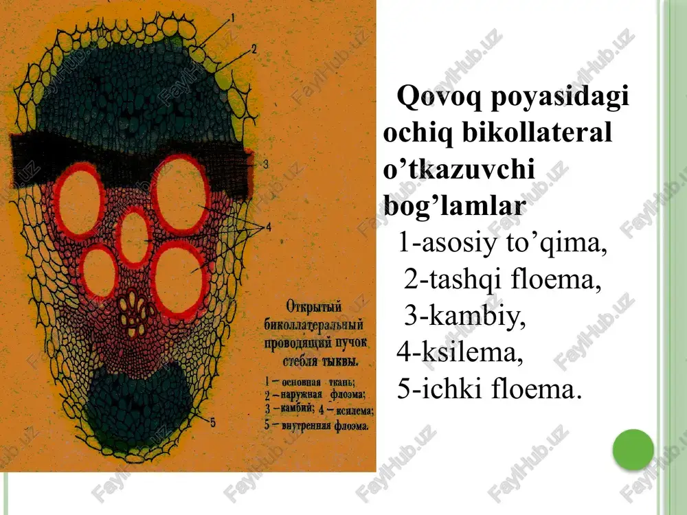 midan tashkil topgan. havo ildizlar ban’yan, epifit holdagi salabdoshlar, kuchaladoshlar va bromeliyadoshlar va boshqalarda keng tarqalgan. havo ildizlar taxtasimon ildizlar nozik daraxtlar tanasining asosidan 1 -13 m balanlikda o’sib chiqadi. ular shoxlanib yirik daraxt tanasini ushlab turadi. shoxlangan qismlarida maxsus bo’shliqlar bo’ladi. soxta ildizlar ham tayanch ildizlar hisoblanib, daraxt va yuqoridagi ildizlar kabi vazifa bajaradi. odatda soxta ildizlar mangra o’rmonlarini hosil qiluvchi, ya'ni dengiz bo’ylardagi to’lqinlar ta'sirda suvga botib turuvchi o’simliklarda uchraydi. soxta ildizlarga yana tropiklardagi lianalarning havo ildizlarini ham kiritish mumkin (masalan, monstera). taxtasimon ildizlar nafas oluvchi ildizlar nafas oluvchi ildizlar botqoqlik yoki botqoqlashgan joyda o’suvchi o’simliklarda uchraydi. bunday ildizlar uchun aerenxima to’qimasining kuchli taraqqiy etganligi xarakterlidir. nafas oluvchi ildizlar mangra o’simliklarida, xususan amerikada o’suvchi botqoqlik sarvisida uchraydi nafas oluvchi ildizlar– mangri. priliv i otliv so’rg’ich ildizlar so’rg’ich ildizning po’stloq parenxima hujayralari, o’tkazuvchi bog’lamlari ona o’simlikning floemadagi o’tkazuvchi bog’lamlariga qarab o’sadi. o’sayotgan ildizning uzunchoq parenxima hujayralari gaustoriya hujayralari deb …