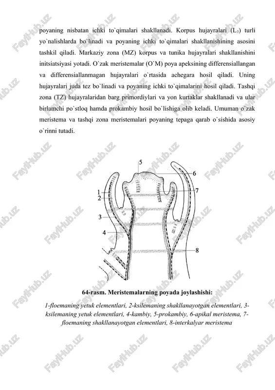 ar to`siqlar hosil qiladi. hujayralarning antiklinal bo`linishi tufayli poya yuzasi apical meristemalarining o`sishi ro`y beradi. tunikaning yuqori qavat (l1) hujayralaridan turli organlarning epidermasi shakllanadi.tunikaning l2 qavati hujayralaridan esa poyaning nisbatan ichki to`qimalari shakllanadi. korpus hujayralari (l3) turli yo`nalishlarda bo`linadi va poyaning ichki to`qimalari shakllanishining asosini tashkil qiladi. markaziy zona (mz) korpus va tunika hujayralari shakllanishini initsiatsiyasi yotadi. o`zak meristemalar (o`m) poya apeksining differensiallangan va differensiallanmagan hujayralari o`rtasida achegara hosil qiladi. uning hujayralari juda tez bo`linadi va poyaning ichki to`qimalarini hosil qiladi. tashqi zona (tz) hujayralaridan barg primordiylari va yon kurtaklar shakllanadi va ular birlamchi po`stloq hamda prokambiy hosil bo`lishiga olib keladi. umuman o`zak meristema va tashqi zona meristemalari poyaning tepaga qarab o`sishida asosiy o`rinni tutadi. 64-rasm. meristemalarning poyada joylashishi: 1-floemaning yetuk elementlari, 2-ksilemaning shakllanayotgan elementlari, 3-ksilemaning yetuk elementlari, 4-kambiy, 5-prokambiy, 6-apikal meristema, 7-floemaning shakllanayotgan elementlari, 8-interkalyar meristema o'sish xillari. shuni aytib utish lozimki, o'simliklarning o'sishi meristemalar hisobiga bo'ladi. meristemalarning o'zi …