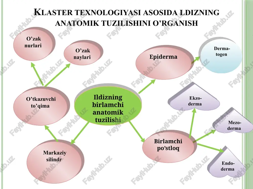 n (bug’doyiq , qamish) bo’lishi mumkin. tugunak. kartoshka va cho’chqa kartoshka kabi o’simliklarda yo’g’onlashgan yer ostki novda, rediskalarda esa gipokotilning yo’gonlashgan qismidir. kartoshka tugunagi juda qisqargan bo’g’im oraliqlariga ega, xlorofillsiz, lekin yorug’lik ta'sirida yashil rangga kirishi mumkin. tugunak shaklida rangsiz barg qo’ltig’idan o’sib chiqqan uzun yer ostidagi poyalarning uchlarida, ya'ni stolonlarda hosil bo’ladi. piyozbosh. umumiy ko’rinishi bo’yicha kurtakni eslatadi. u shakli o’zgargan barg va novdadan tashkil topgan. qisqargan poya qismi piyoz tubi deyiladi. unga zich holda etdor, yashil bo’lmagan barglar birikadi. piyozbosh tashqi tomonidan quruq’ qo’ng’ir rangdagi tangacha barglar bilan qoplangan. piyozbosh tubidan ko’p sondagi qo’shimcha ildizlar rivojlanadi. yer ustki novda metamorfozi. tikanlar. ikki pallali o’simliklarning daraxtsimon va o’tsimon vakillarida uchraydi. novdaning tikanga aylanishi uning ma'lum darajada suv bug’latish yuzasini kamaytiradi. tikanlar bundan tashqari o’simlikni hayvonlar yeb qo’yishidan himoya qiladi. jingalaklar. jingalaklar novdaning metamorfozi hisoblanib, ular ham o’simlikning qisman bug’latish yuzasini kamaytiradi. asosiy vazifasi biror substratga ilashishdir. jingalaklar uzumdoshlar, qovoqdoshlar …