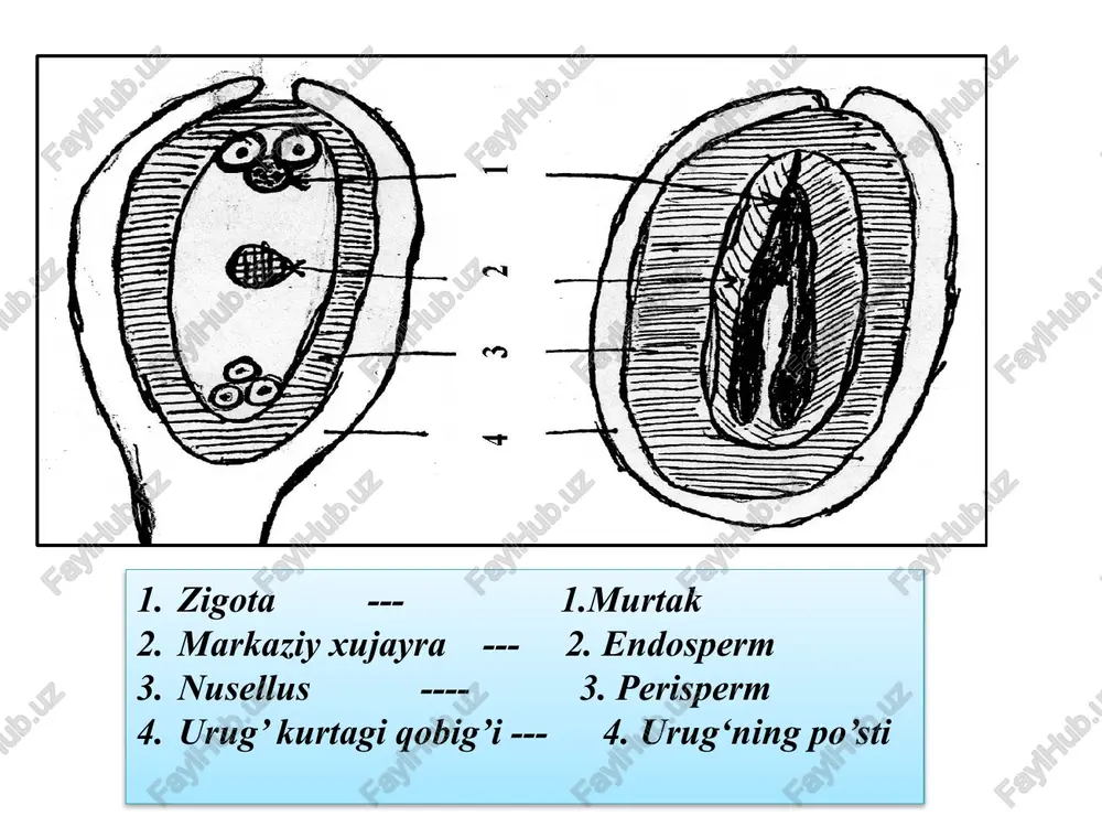 ' ma'lum vaqtdan keyin qulay sharoitda una boshlaydi. unayotgan urug' quyidagi uch holatni boshidan kechiradi: 1.fizik - suvni qabul qilish. 2.biokimiyoviy - zahira oziq moddalarning eriydigan holga yetishi. 3.biologik - murtakning rivojlanishi. meva va urug‘larning tarqalishi image1.png image2.png image3.jpeg image4.png image5.png image6.png image7.jpeg image8.png image9.jpeg image10.jpeg image11.jpeg image12.jpeg image13.jpeg image14.png image15.png image16.png image17.png image18.png image19.png image20.jpeg image21.jpeg image22.png image23.png image24.png image25.png image26.jpeg image27.jpeg image28.png image29.png image30.png image31.png image32.png image33.jpeg image34.jpeg image35.jpeg image36.jpeg image37.png image38.png image39.png image40.png image41.jpeg image42.jpeg image43.jpeg image44.jpeg image45.jpeg image46.png image47.jpeg image48.png image49.png image50.jpeg image51.jpeg image52.jpeg image53.jpeg image54.png image55.jpeg image56.png image57.png image58.jpeg image59.png image60.png image61.png image62.jpeg image63.jpeg image64.jpeg image65.png image66.jpeg image67.jpeg image68.png image69.png image70.png image71.png image72.png image73.png image74.png image75.png image76.png /docprops/thumbnail.jpeg