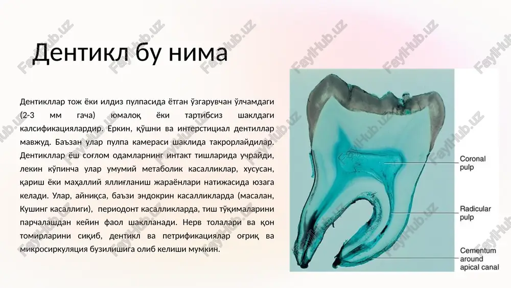 . bunday holda, pulpa chiqariladi (pulpektomiya) va ildiz kanali to'ldiriladi. pulpektomiya plombalash restavratsiya 14 asorat surunkali konkrematozli pulpitni o'z vaqtida davolamaslik periodontit, periostit, xo'ppoz, flegmona, osteomielit kabi jiddiy asoratlarga olib kelishi mumkin. ba'zi hollarda sepsis rivojlanishi mumkin. periodontit periostit abstsess flegmona 15 profilaktika surunkali konkrematozli pulpitni oldini olish og'iz gigienasi qoidalariga rioya qilish, stomatologga muntazam tashrif buyurish, karies va boshqa tish kasalliklarini o'z vaqtida davolashdan iborat. bundan tashqari, tish jarohatlaridan qochish kerak. tishlarni tozalash tishlaringizni kuniga ikki marta yumshoq cho'tka va ftorli pasta bilan yuving. tish ipidan foydalanish tishlararo bo'shliqlarni tozalash uchun kuniga bir marta tish ipidan foydalaning. muntazam tekshiruvlar muntazam tekshiruv va professional tishlarni tozalash uchun yiliga ikki marta tish shifokoriga tashrif buyuring. 16 xulosa surunkali konkrematozli pulpit - o'z vaqtida va malakali davolanishni talab qiladigan jiddiy kasallikdir. og'iz gigienasi, muntazam stomatologik tekshiruvlar va kariesni o'z vaqtida davolash ushbu kasallikning rivojlanish xavfini kamaytirishga yordam beradi. 17 image1.png image2.png image3.png …