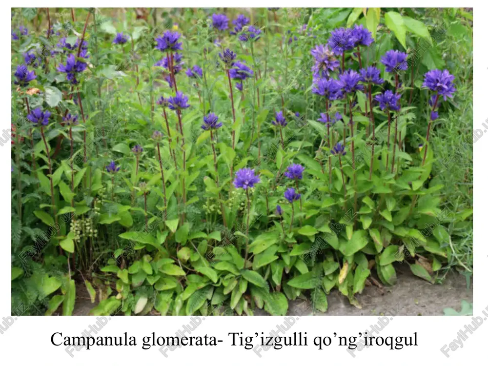 san oila 2 ta oilachaga bo’linadi: 1.tilsimongullilar (sutcho’pdoshlar) oilachasi - lactucoideae. bu oilachaga o’simliklarning savatchasidagi barcha gullar tilchasimon, noto’g’ri, ikki jinslidir. vakillari: 1. oddiy qoqio’t (taraxasum officinale) 2332 tur. ko’p yillik o’t. ildizida inulin to’planadi. barglari vitaminga boy. oddiy qoqio’t -taraxasum officinale oddiy sachratqi 10 tur (sichorum intubus). ko’p yillik o’t. dorivor o’simlik. tatar suto’t 147 tur (lactuca tatarica). ko’p yillik o’t. begona o’t. sabzavot bo’ztikoni 131 tur (sonchus oleraceus). bir yillik o’t. begona o’t. tog’saqich (199-tur) (scorzonera tragopogonoides- echkisoqol tog'saqich). chala butacha. kauchukli o’simlik. echki soqoli 141 tur (tragopogon malicus). ko’p yillik o’t. 2.naychagullilar oilachasi – asteroideae. bu oilacha vakillari savatchalaridagi gullarining hammasi naysimon, ba’zan ikki labli yoki har-xil bo’lishi mumkin. yani markazda joylashganlari naychsimon, chetda joylashganlari soxta tilsimon, karnaysimon, jinssiz bo’ladi. bu o’simliklarda sutsimon shira bo’lmaydi. vakillari: 1. oddiy kungaboqar 71 tur (helianthus annius). bir yillik moyli o’simlik. o’zbekistonda 2 turi o’sadi. kungaboqarning gullari yirik savatchada joylashagan. savatchaning …