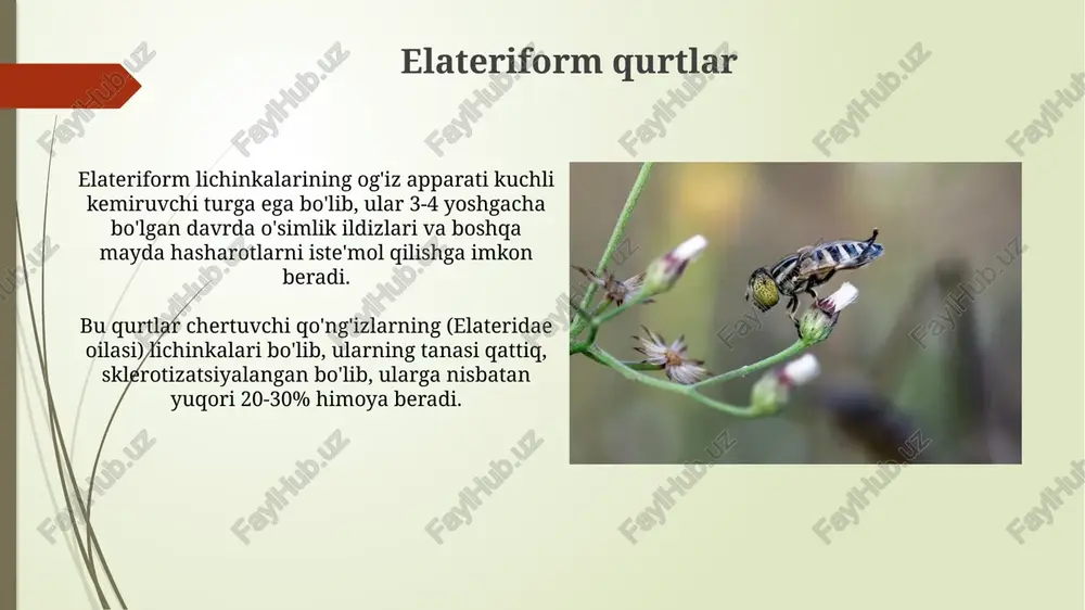 qurt shakllarining tasnifi - Page 4