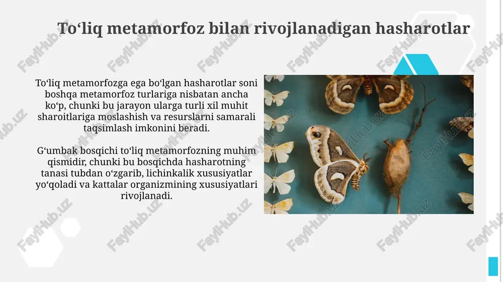 pashshalar (diptera): bir juft qanotning kuchi - Page 4