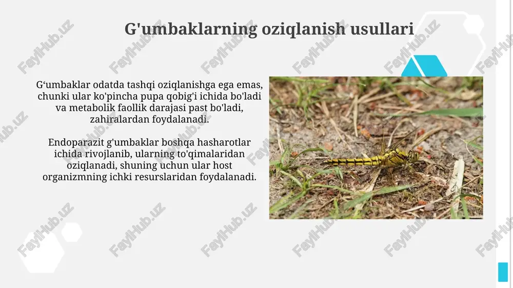 elateriform lichinkalar - Page 4