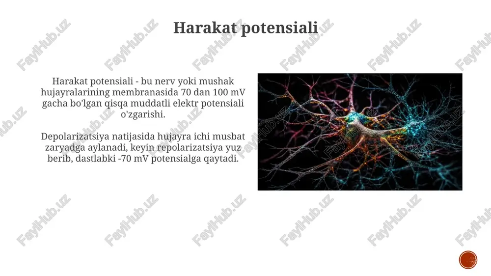 nerv tolalari va sinapslar fiziologiyasi - Page 4