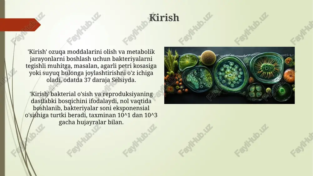 tashkil etadi, fermentlar, transport oqsillari va strukturaviy komponentlar sifatida xizmat qiladi, ularning tarkibida 20 xil aminokislota mavjud. oziqlanish usullari auksotroflar o'sishi uchun muhitda qo'shimcha oziq moddalarga (aminokislotalar, vitaminlar) muhtoj. masalan, mutant bakteriyalar ma'lum aminokislotalarni sintez qila olmaydi va ularni tashqi muhitdan olishi kerak. geterotrof bakteriyalar tayyor organik moddalarni (masalan, uglevodlar, oqsillar) o'zlashtirib oziqlanadi. saprofitlar o'lik organik qoldiqlarni parchalaydi, parazitlar esa tirik organizmlar hisobiga oziqlanadi. o'sish egri chizig'i eksponensial o'sish fazasida bakteriyalar tez va barqaror sur'atda bo'linadi, har bir hujayra 2 ta yangi hujayraga bo'linib, populyatsiya logarifmik ravishda ko'payadi. o'sish egri chizig'ining lag fazasi bakteriyalar yangi muhitga moslashish davri bo'lib, bunda hujayralar soni sezilarli darajada oshmaydi, metabolik faollik yuqori bo'lishi mumkin. e'tiboringiz uchun rahmat image2.jpg image3.jpg image4.jpg image5.jpg image6.jpg image7.jpg image8.jpg image9.jpg image10.jpg image11.jpg image12.jpg image13.jpg image14.jpg image15.jpg image16.jpg image17.jpg image18.jpg