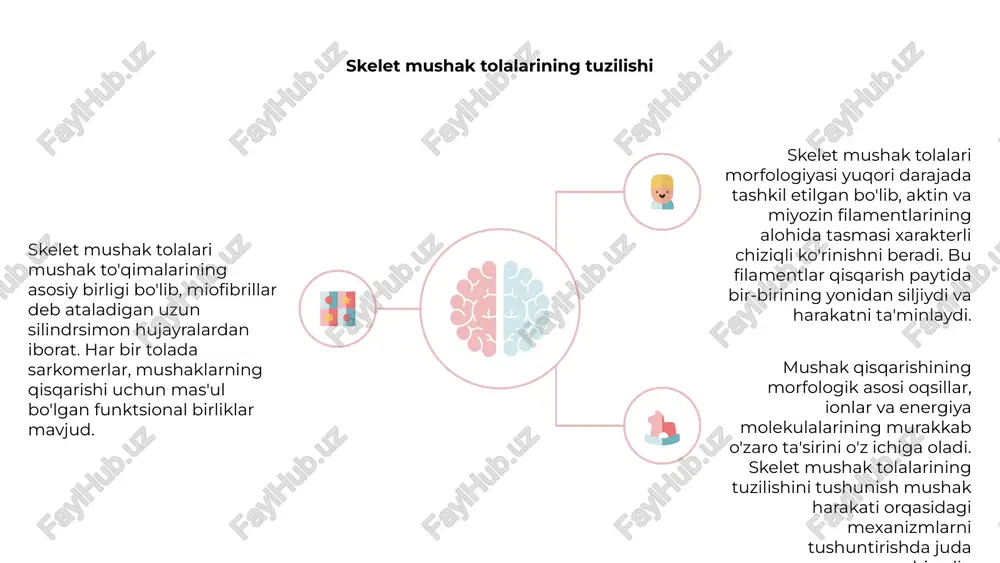 sqarishi 1,2,3 nerv-mushak birikmasi - bu harakatlantiruvchi neyron va mushak tolalari uchrashadigan joy. neyrotransmitterning chiqarilishi mushaklarning qisqarishiga olib keladi. asetilkolin bu jarayonda asosiy rol o'ynaydi. mushak qisqarishi neyrotransmitterning chiqarilishidan boshlab kaltsiy ionlarining mushak hujayralaridagi oqsillarga bog'lanishigacha bo'lgan bir qator bosqichlarni o'z ichiga oladi. bu oxir-oqibat mushak filamentlarining siljishiga olib keladi. mushak qisqarishining morfologik asosi mushak tolalari ichidagi sarkomerlarning tashkiliy tuzilishida yotadi. aktin va miyozin filamentlari mushakda kuch va harakat hosil qilish uchun o'zaro ta'sir qiladi. motor birligi va mushaklarning qisqarishi mushaklarning qisqarish mexanizmining morfologik asosi vosita birliklari tushunchasini o'z ichiga oladi. motor birliklari motor neyronidan va u innervatsiya qiladigan mushak tolalaridan iborat bo'lib, qisqarishni hosil qilish uchun birgalikda ishlaydi. dvigatel neyroni mushak tolasiga signal yuborganda, mushaklar qisqarishiga olib keladigan bir qator hodisalarni keltirib chiqaradi. bu jarayon kaltsiy ionlarining ajralib chiqishini o'z ichiga oladi, bu aktin va miyozin filamentlarini o'zaro ta'sir qilish va kuch hosil qilish imkonini beradi. motor birliklari va …
