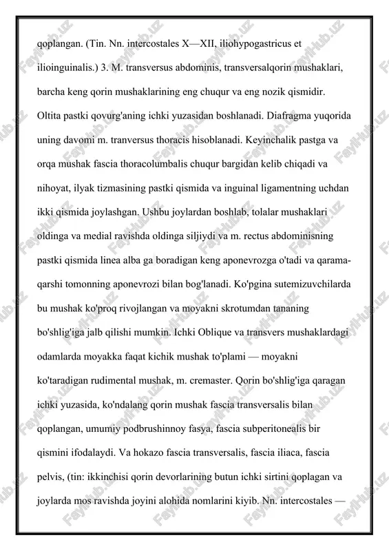 m o'rtasidagi bo'shliqda pubic suyagiga kuchli tendon bilan bog'langan. yuqorida aytib o'tilganidek, hayvonlar bilan solishtirganda to'g'ri mushak past boshlanishi, tufayli brakiyasyon (maymun) va mehnat (odamlarda) munosabati bilan yuqori ekstremite rivojlangan mushaklar uchun qo'llab-quvvatlash bo'ldi antropomorfik maymun va inson ko'krak kengaytirish. uning davomida mushak intersectibnes tendineae, yaxshi tikilgan jumpers bilan oqsoqollar (3-4)tomonidan uzilib qoladi. jumpers m. rectus joylashgan vagina old devori bilan birlashadi. intersectiones tendineae ventral mushaklarining sobiq segmental rivojlanishining izlarini ifodalaydi. ular funktsional ahamiyatga ega: mushakni alohida segmentlarga bo'lishib, ularning har biri o'z-o'zidan shartnoma tuzishga imkon beradi. (tin. nn. intercostales.) 2. m. pyramidalis, pyramidal mushak, kichkina mushak uchburchagi, vaginal old devor ostida pubik simfiz orqali tekis mushakdir. bu mushakning rudimentidir, u bir tomonlama va marsupial chaqaloqlarni kiyish uchun sumkani o'rab oladi. (tin. n. subcostalis, iliohypogastricus, ilioinguinalis.) orqa qorin mushaklari m. quadratus lumborum, kvadrat lomber mushak, m. erector spinae oldida joylashgan to'rtburchak mushak plitasi va fascia thoracolumbalis tomonidan oxirgi chuqur bargidan …