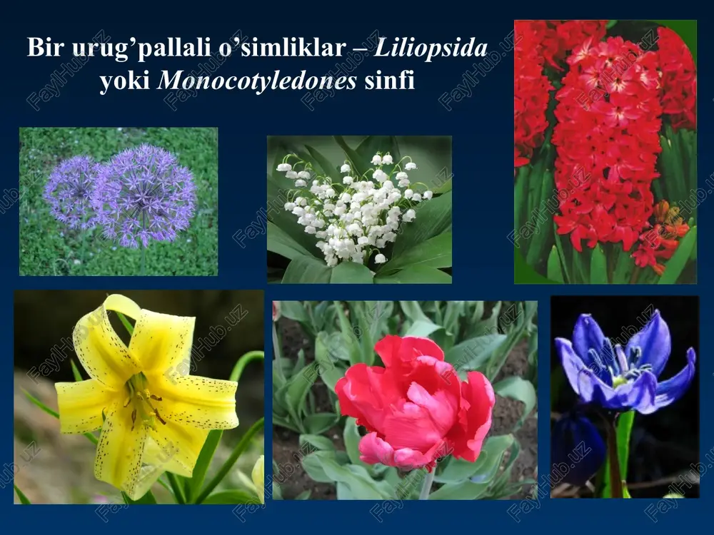 pa greigii regel greyg lolasi 12 tulipa ingens hoog ulug'vor lola 13 tulipa kaufmanniana regel kaufman lolasi 14 tulipa korolkovii regel korolkav lolasi 15 tulipa lanata regel sertuk lola 16 tuilpa lehmanniana mercklin leman lolasi 17 tulipa michaeliana hoog mikel lolasi 18 tuilpa mogoltavica popov vved mo'g'iltog' lolasi 19 tulipa orithyioides vved oritiyasimon lola 20 tuilpa scharipovii tojibaev sharipov lolasi 21 tuilpa sogdiana bunge so'g'd lolasi 22 tuilpa tuberginiana hoog tubergen lolasi 23 tuilpa turkistanica regel turkiston lolasi 24 tuilpa uzbekistanica botschantz. et scharipov o'zbekiston lolasi turkum – tulipa l. – lola tur – t. greigii regel. – greyg lolasi bo’yi 10 - 45 sm keladigan ko’p yillik piyozli o’t. piyozi tuxumsimon yoki yumaloq. barglari 3-4 tagacha, egri-bugri, qizg’ish. gullari yakka, to’q sariq, ba'zan to’q qizil, sarg’ish, qizg’ish dog’li. gulining tubi sariq tuxumsimon, qora dog’li. changchi iplari qora yoki sariq, changdonlari sariq, binafsha, kulrang. urug’idan, kamroq vegetativ yo’l bilan ko’payadi …