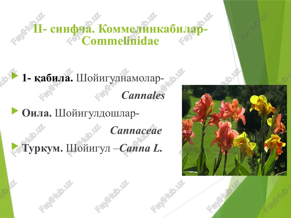 ko'payadi. ariq bo'ylarida, ekinlar orasida begona o't sifatida o'sadi. qabila. bug'doynamolar-poales oila. bug'doydoshlar-poaceae turkum. kurmak-echinochloa r.b. tur. qora kurmak-echinochloa crus-galli l. et sch. bir yillik o't o'simlik. bo'yi 1 m gacha. poyasi tik yoki biroz yonboshlab o'sadi. boshoqchalarining uzunligi 2,5 - 3 mm. cho'l, adir va tog' mintaqalaridagi sernam erlarda, asosan ariq bo'ylarida, ekinlar orasida begona o't sifatida o'sadi. qabila. bug'doynamolar-poales oila. bug'doydoshlar-poaceae turkum. tariq-panicum l. tur. ekiladigan tariq-panicum milliaceum l. ekilaligan tariq qurg'oqchilikka chidamli, bir yillik o'simlik. bo'yi 20 -100 sm. to'plamguli supurgisimon, boshoqchasida 2 guli bo'ladi, bittasi ikki jinsli gul, ikkinchisi esa bir jinsli changchili gul. don o'simligi sifatida ekiladi. qabila. bug'doynamolar-poales oila. bug'doydoshlar-poaceae turkum. sholi-oruza l. tur. sholi-oruza sativa l. bir yillik, suv muhitida o'sadigan o't o'simlik. bo'yi 1 1,5 m. boshoqchasi bir gulli, guli ikki jinsli, changchilari 6 ta. gul qobiqlari donga biriktirib o'sgan. vatani: hindiston va xitoy hisoblanadi. qabila. bug'doynamolar-poales oila. bug'doydoshlar-poaceae turkum. suli-avena l. …