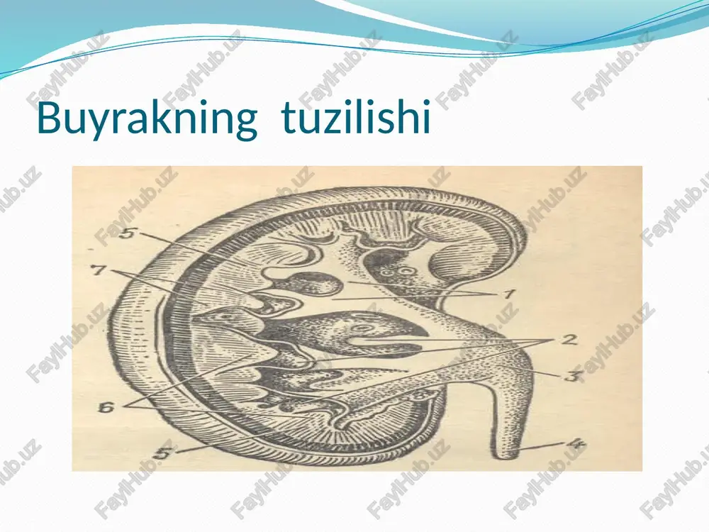 g’oq terisida ham maxsus hid hosil bo’ladi. demak, yoshlikdan terini, jinsiy va chiqarish organlarini nihoyatda ozoda saqlash kerak. bir kunda bir necha marta yuvinish lozim. qiz bolalar jinsiy gigiyenasi. maktab yoshdagi davr qiz bola uchun juda muhim davr hisoblanadi.bu davr butun organizm va jinsiy organlarning zo’r berib rivojlanishi, skelet o’sishi, ikkilamchi jinsiy belgilar paydo bo’lishi bilan xarakterlanadi. balog’atga yetish davri boshlanishi bilan 11-12 yoshdan qizlar hayz ko’ra boshlaydilar. agar qiz bola 15 yoshga chiqqanda va bundan keyin ham hayz ko’rmasa buni normal bo’lmagan hol deb hisoblash va uni albatta shifokorga ko’rsatish zarur. ba’zi qizlar jismoniy yoki jinsiy jihatdan o’sib rivojlanishdan orqada qolsalar, hayz ko’rish kechikishi mumkin. bunday holatda darhol shifokorga murojat etish zarur. image2.jpeg image3.jpeg image4.gif image5.gif image6.jpeg image7.png /docprops/thumbnail.jpeg