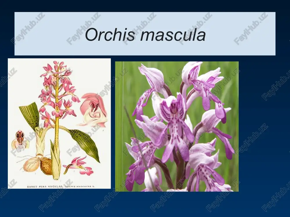 salabdoshlar-orchidaceae oilasi - Page 4